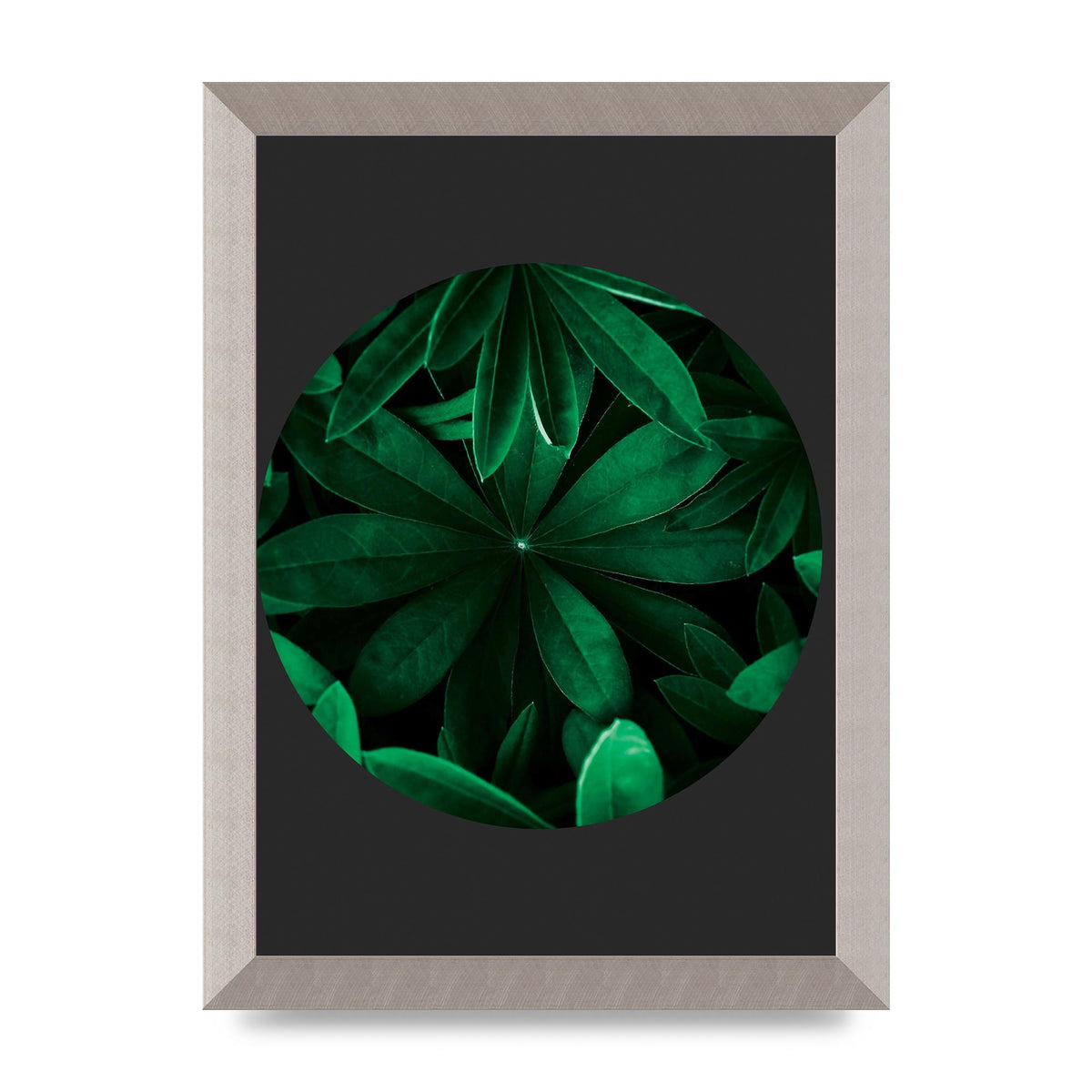 Black Back Green Plant Disc Series Five Printed Poster - A4 framed