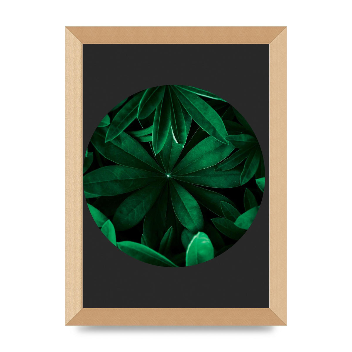 Black Back Green Plant Disc Series Five Printed Poster - A4 framed