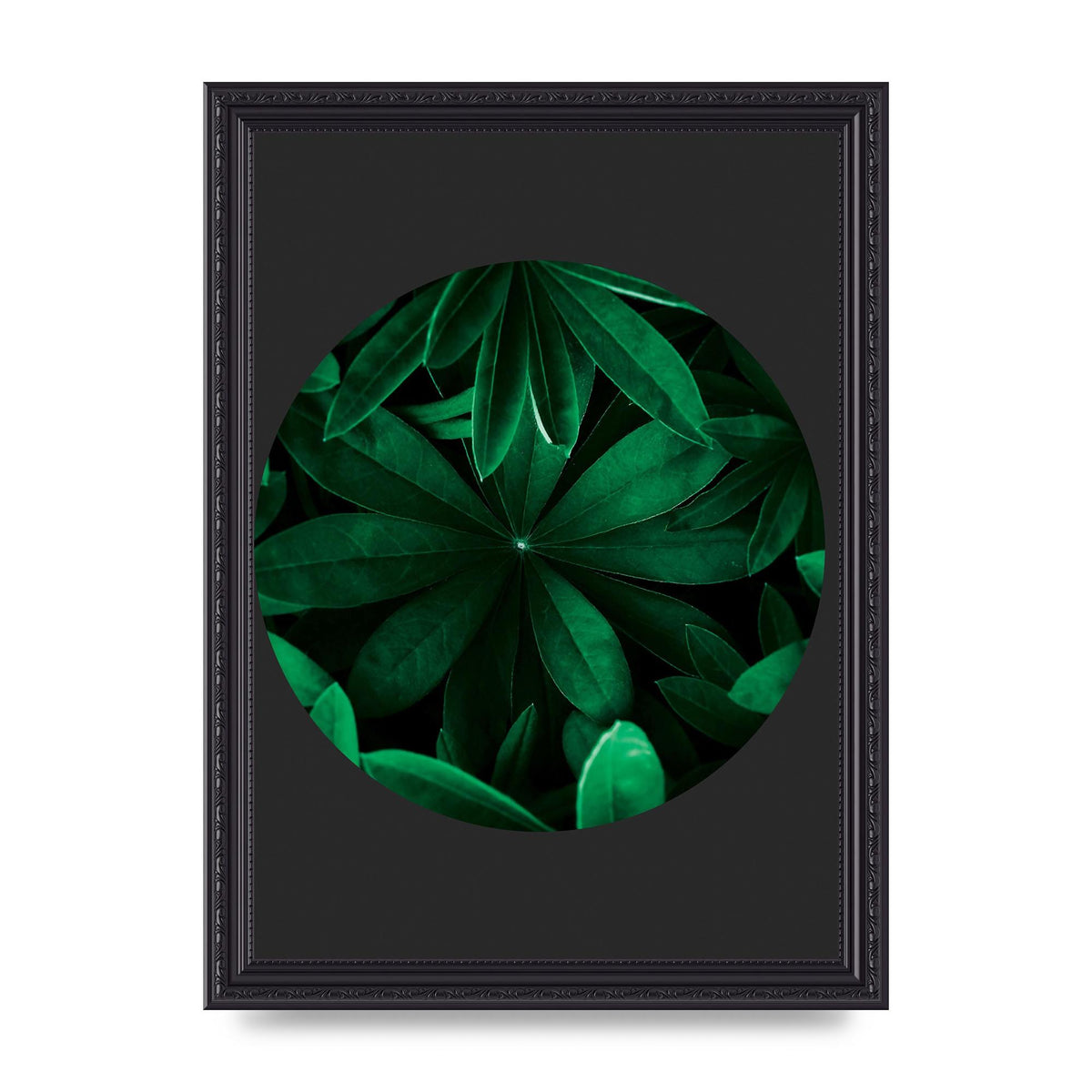 Black Back Green Plant Disc Series Five Printed Poster - A4 framed