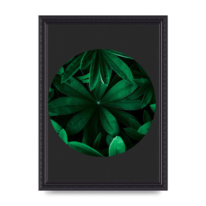 Black Back Green Plant Disc Series Five Printed Poster - A4 framed