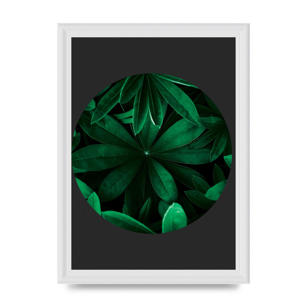 Black Back Green Plant Disc Series Five Printed Poster - A4 framed