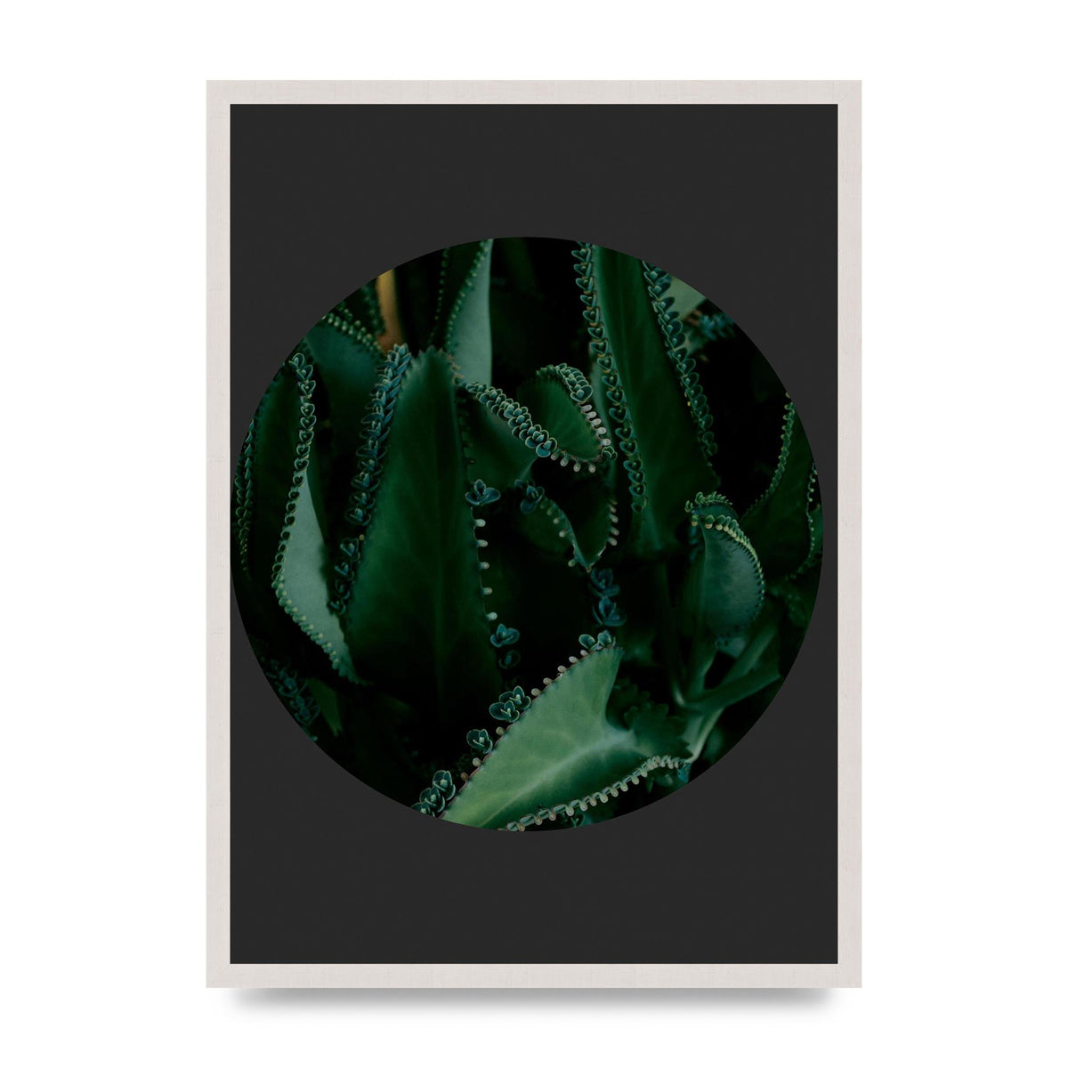 Black Back Green Plant Disc Series Six Wall Art - A2 framed