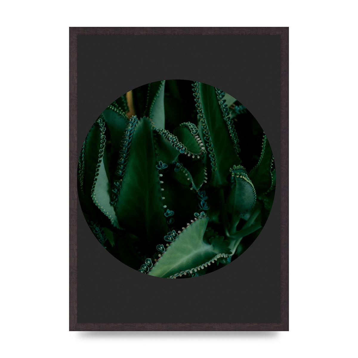 Black Back Green Plant Disc Series Six Wall Art - A2 framed