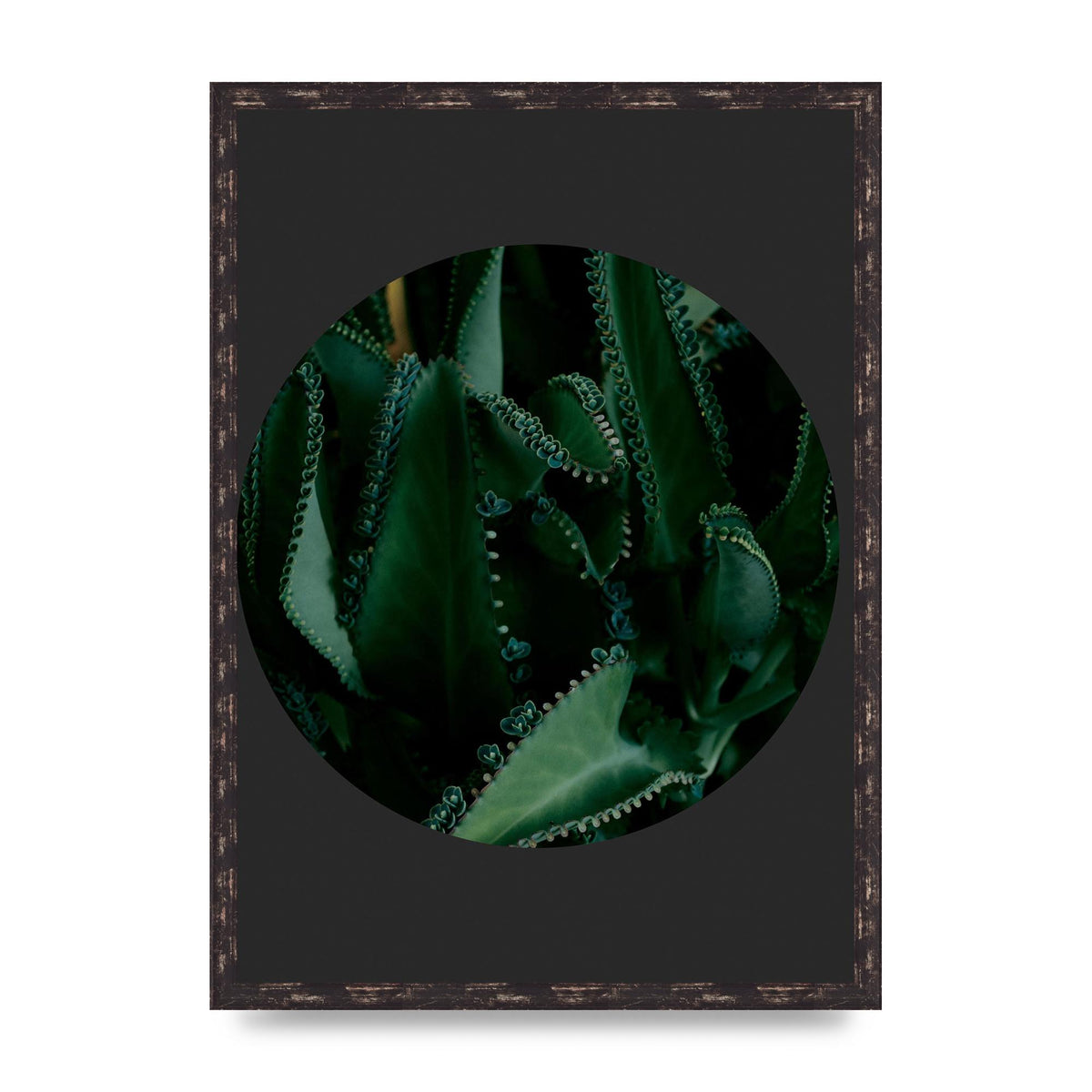 Black Back Green Plant Disc Series Six Wall Art - A2 framed