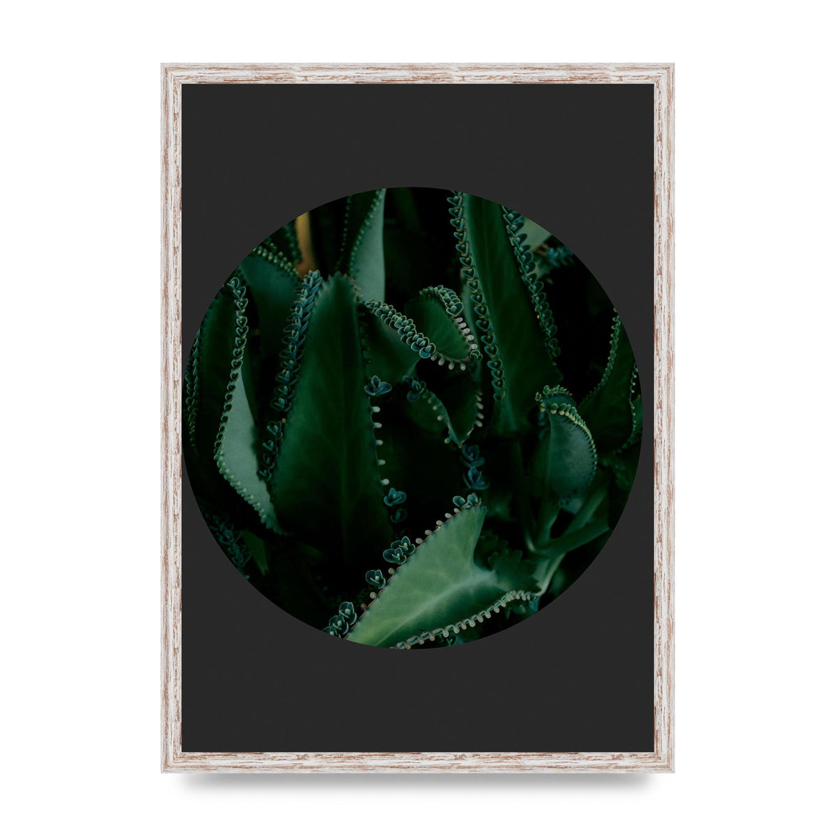 Black Back Green Plant Disc Series Six Wall Art - A2 framed
