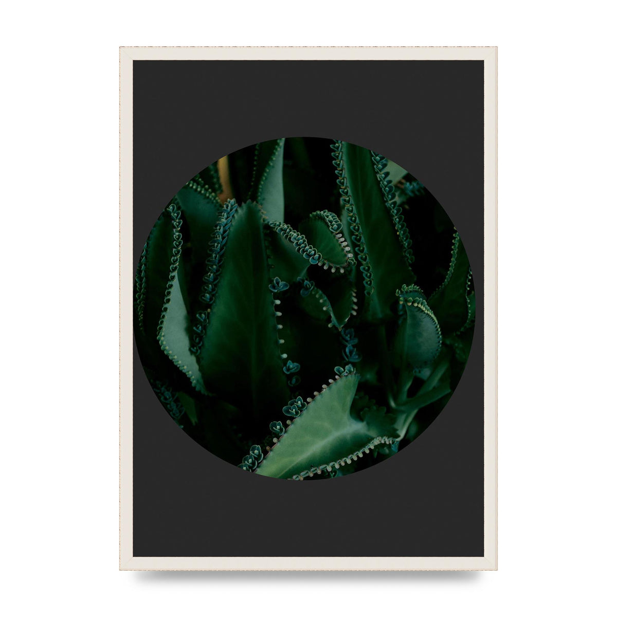 Black Back Green Plant Disc Series Six Wall Art - A2 framed