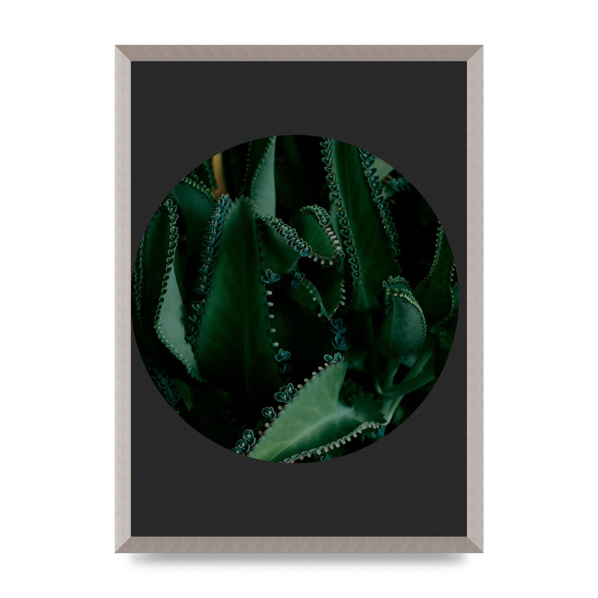 Black Back Green Plant Disc Series Six Wall Art - A2 framed