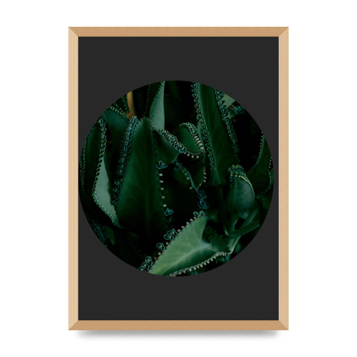 Black Back Green Plant Disc Series Six Wall Art - A2 framed