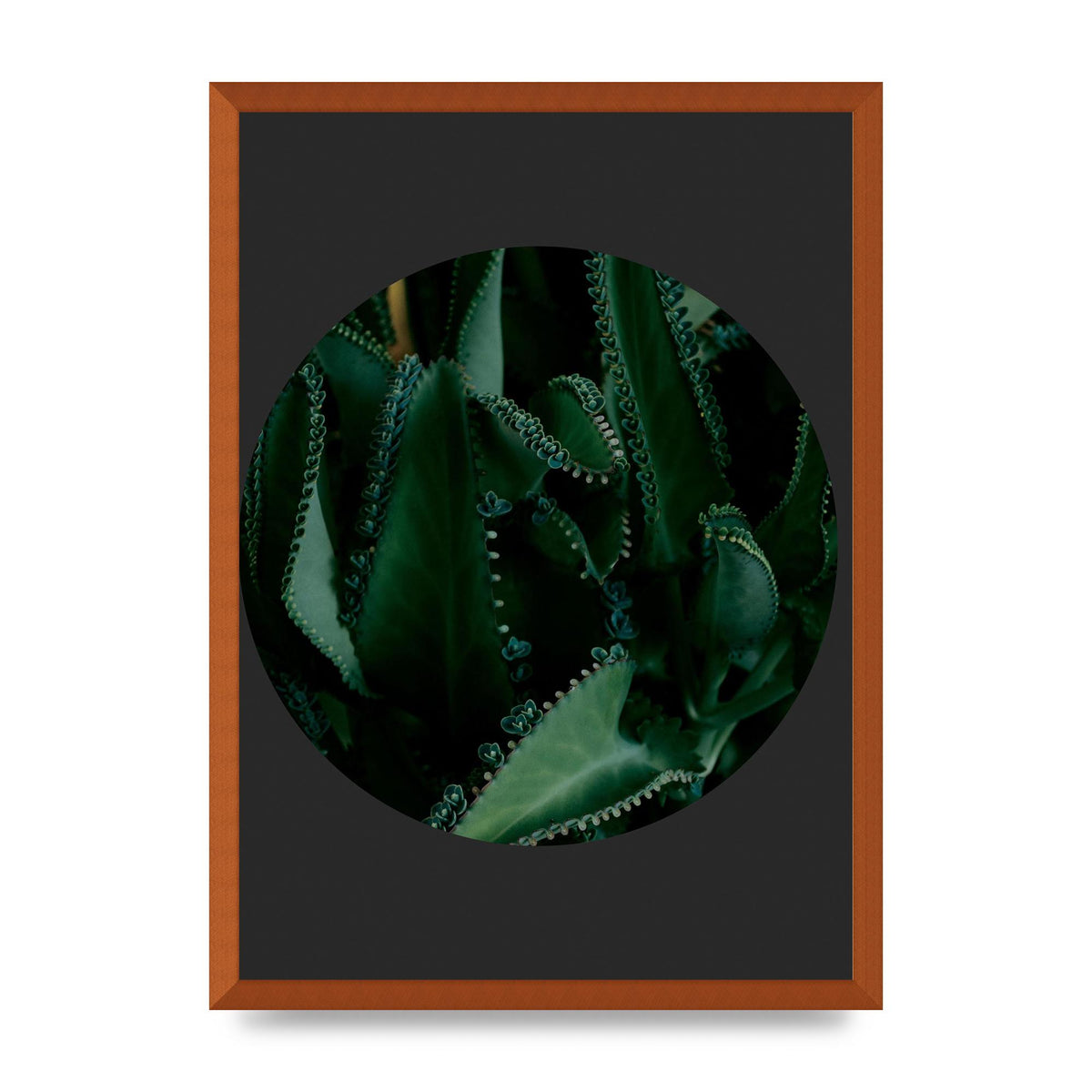 Black Back Green Plant Disc Series Six Wall Art - A2 framed