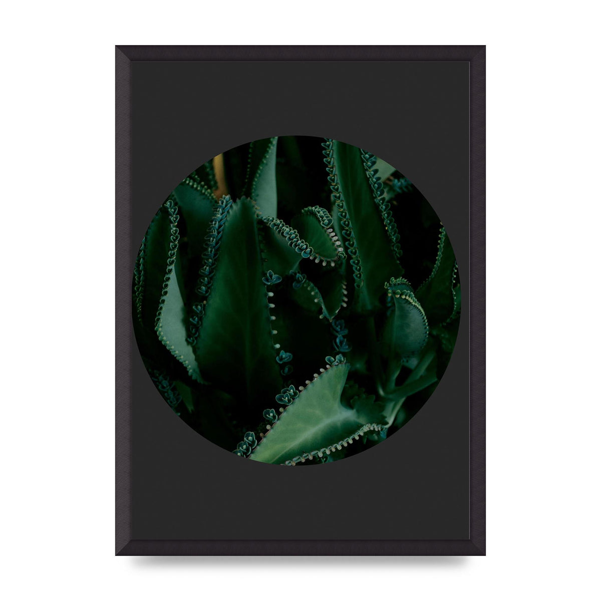 Black Back Green Plant Disc Series Six Wall Art - A2 framed