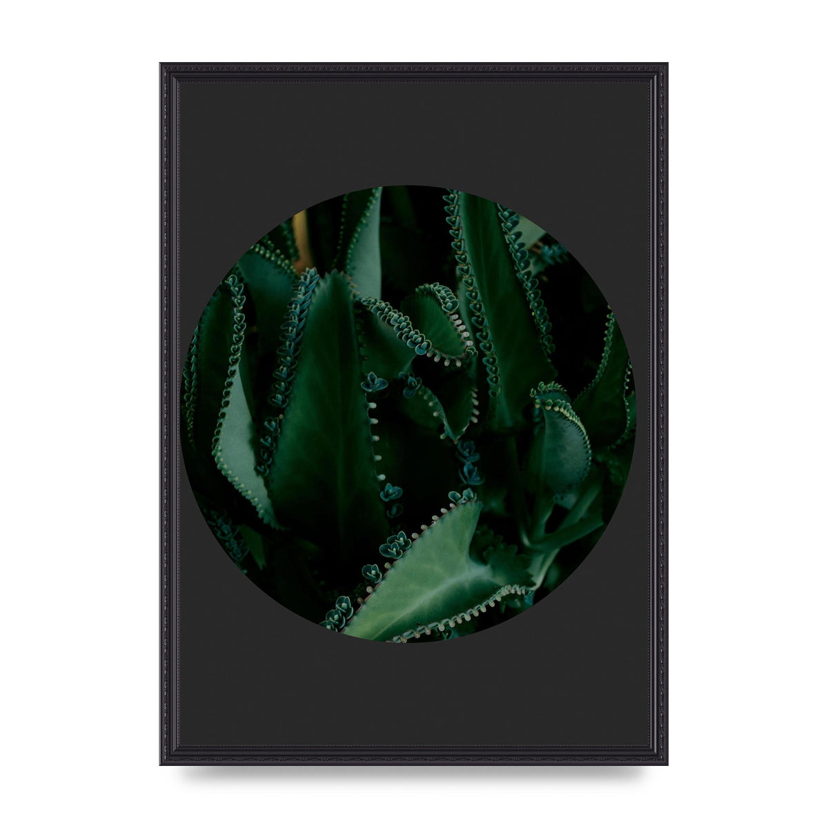 Black Back Green Plant Disc Series Six Wall Art - A2 framed