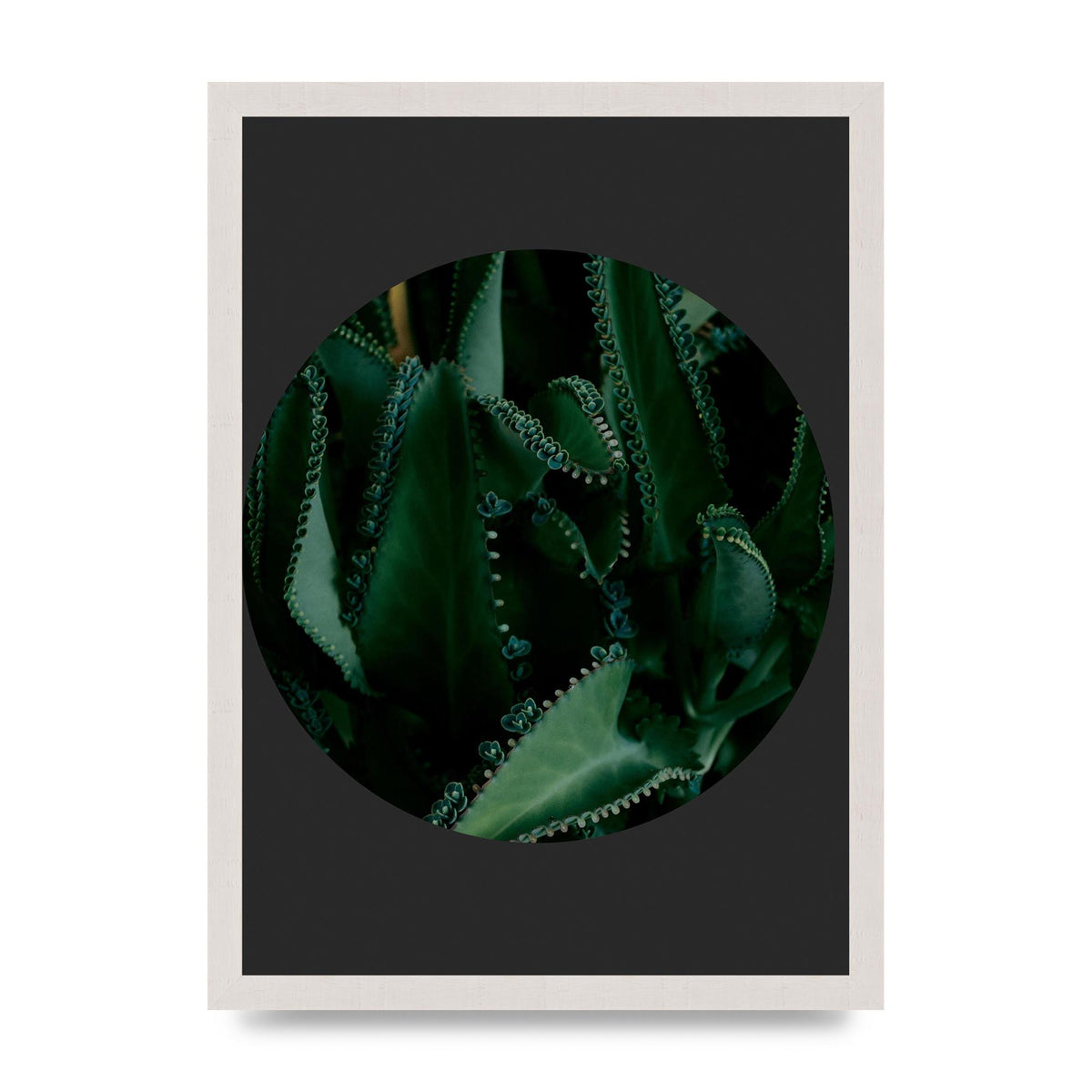 Black Back Green Plant Disc Series Six Wall Art - A3 framed