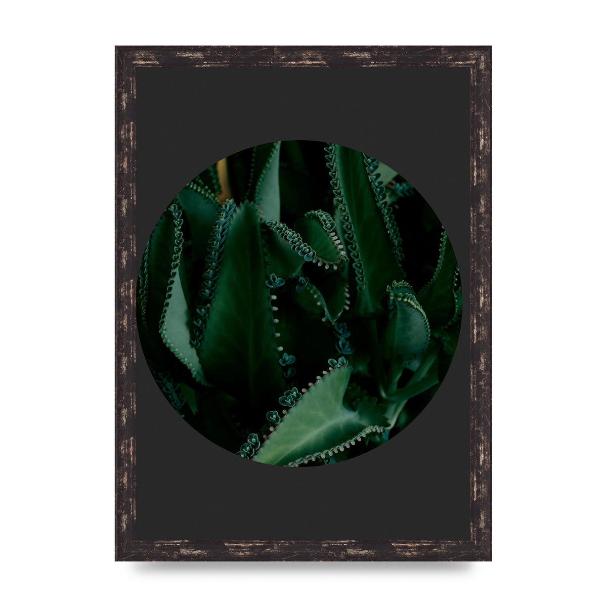 Black Back Green Plant Disc Series Six Wall Art - A3 framed