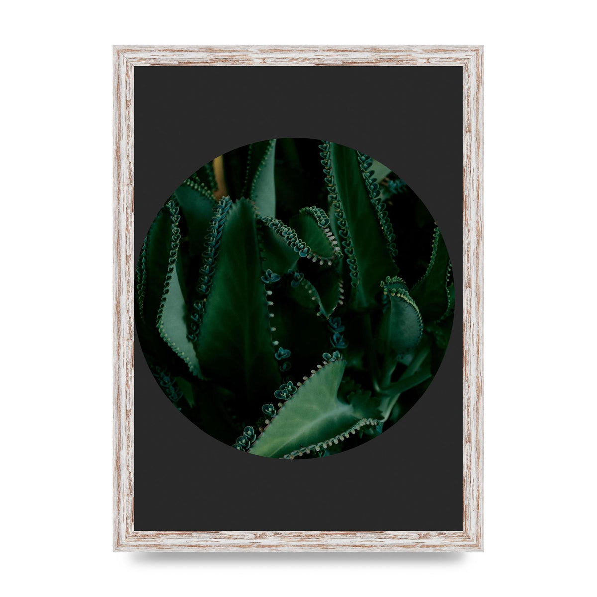Black Back Green Plant Disc Series Six Wall Art - A3 framed