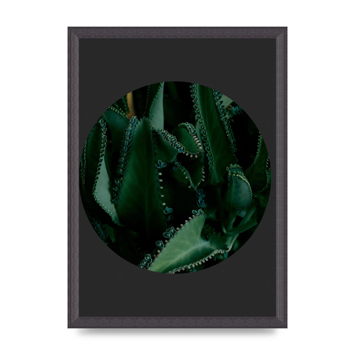 Black Back Green Plant Disc Series Six Wall Art - A3 framed
