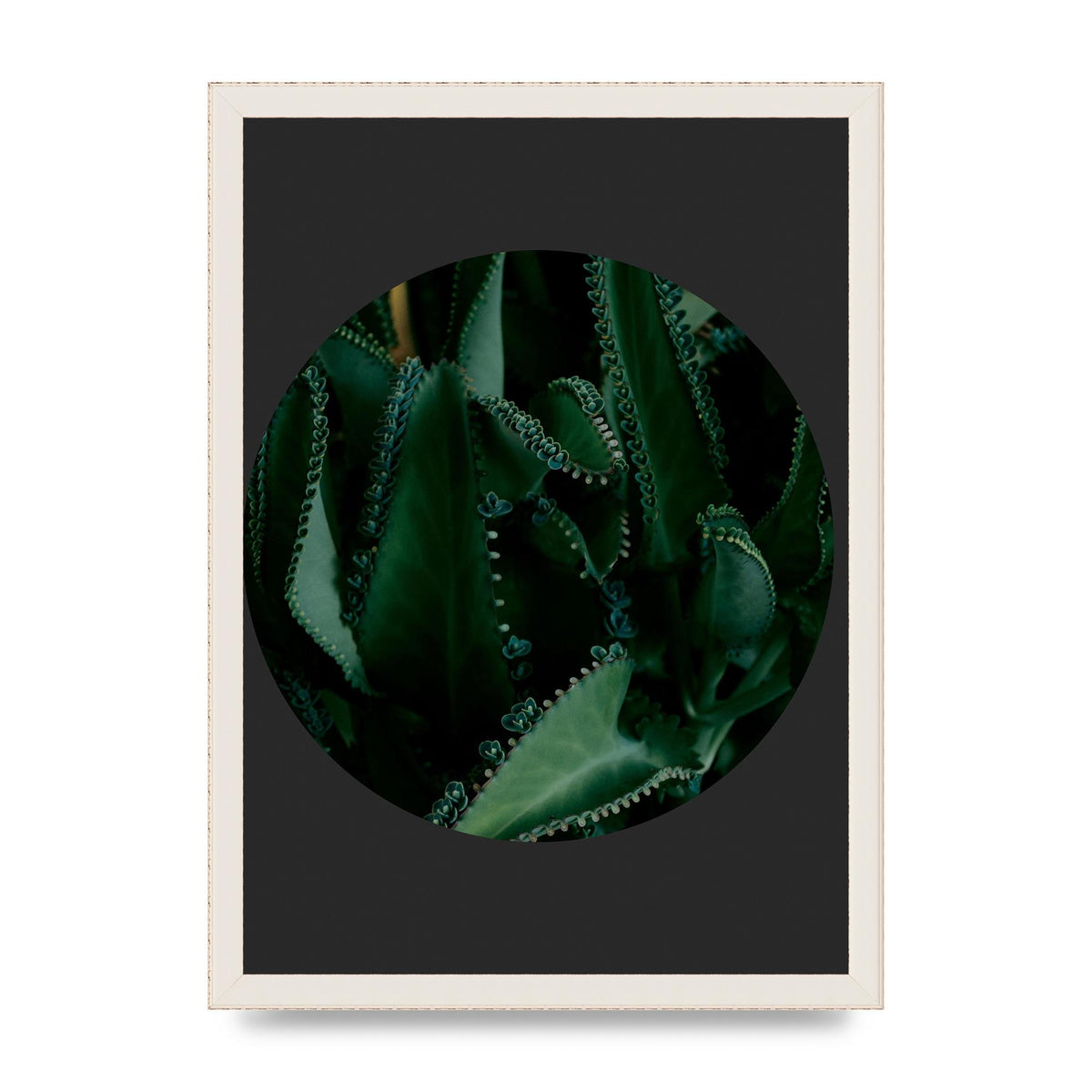 Black Back Green Plant Disc Series Six Wall Art - A3 framed
