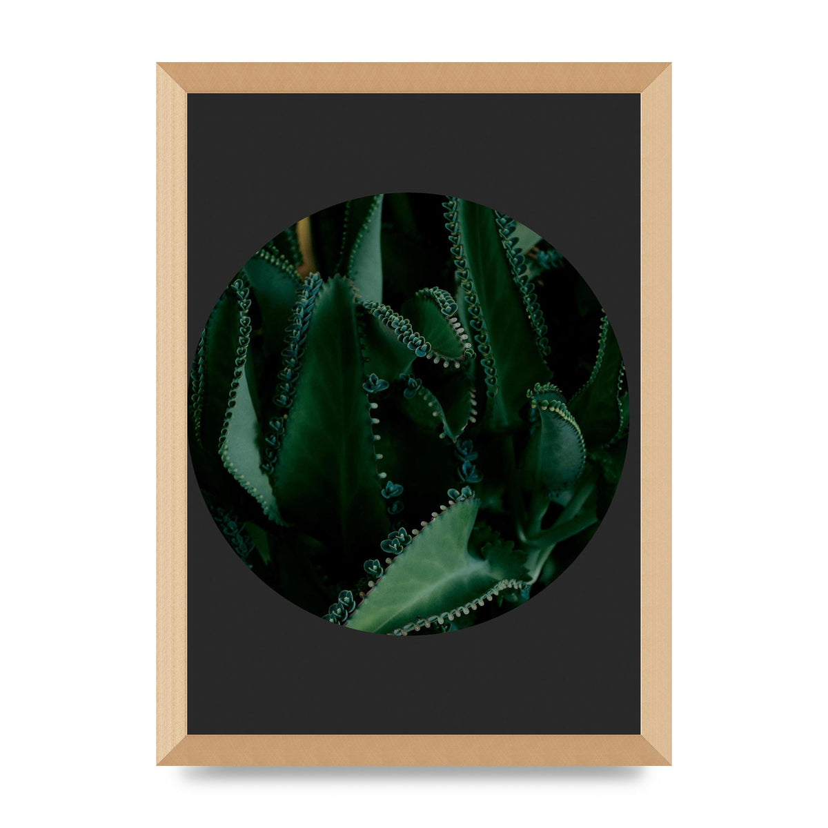 Black Back Green Plant Disc Series Six Wall Art - A3 framed