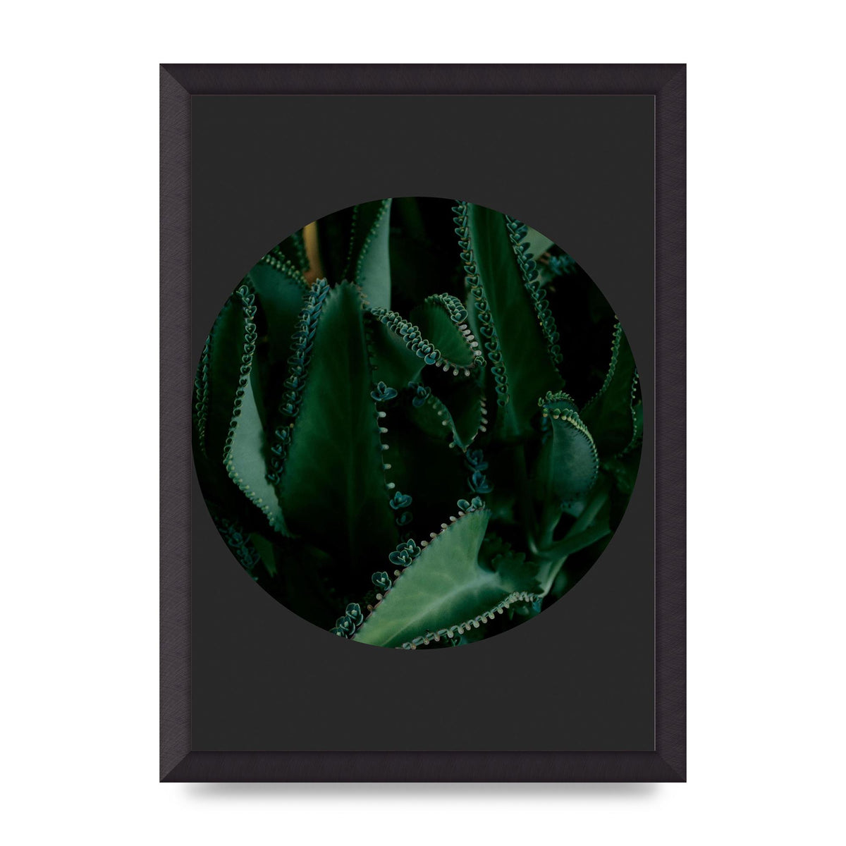 Black Back Green Plant Disc Series Six Wall Art - A3 framed