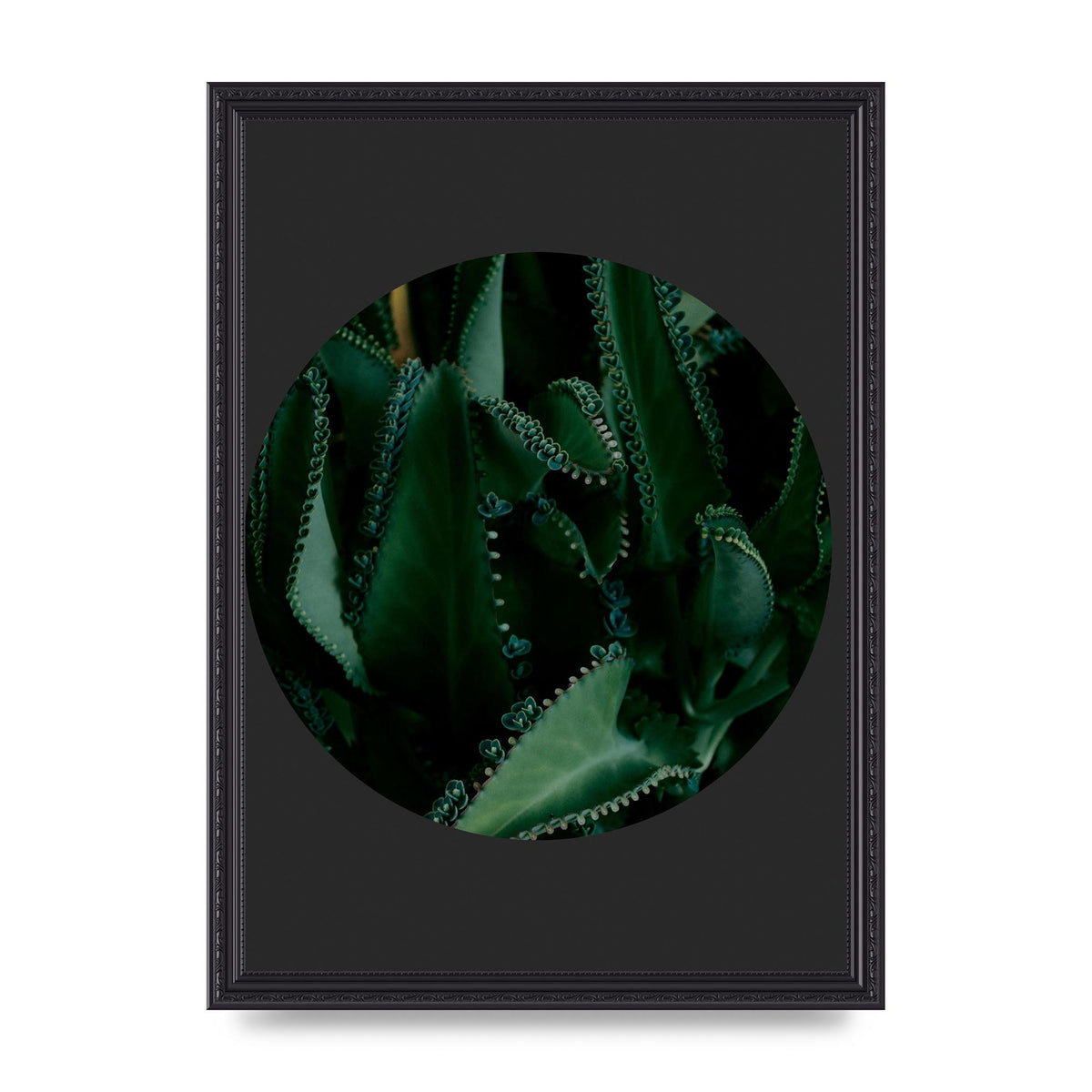Black Back Green Plant Disc Series Six Wall Art - A3 framed