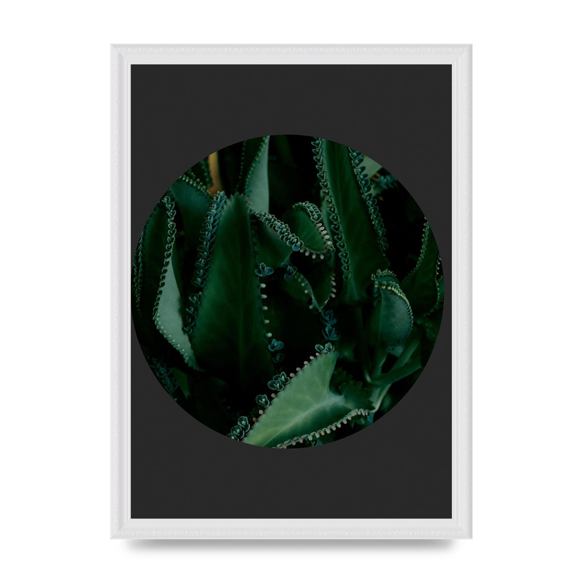 Black Back Green Plant Disc Series Six Wall Art - A3 framed