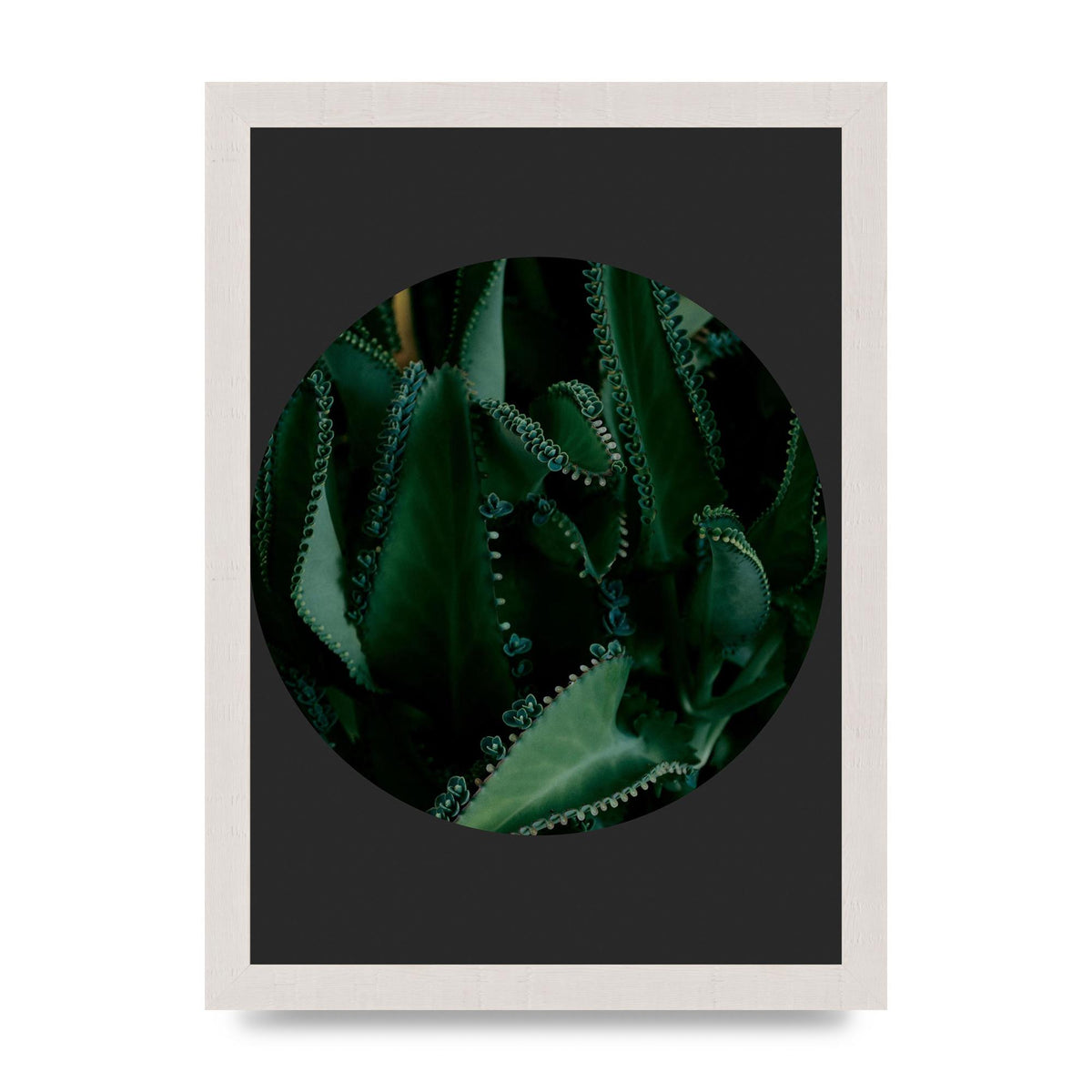 Black Back Green Plant Disc Series Six Wall Art - A4 framed