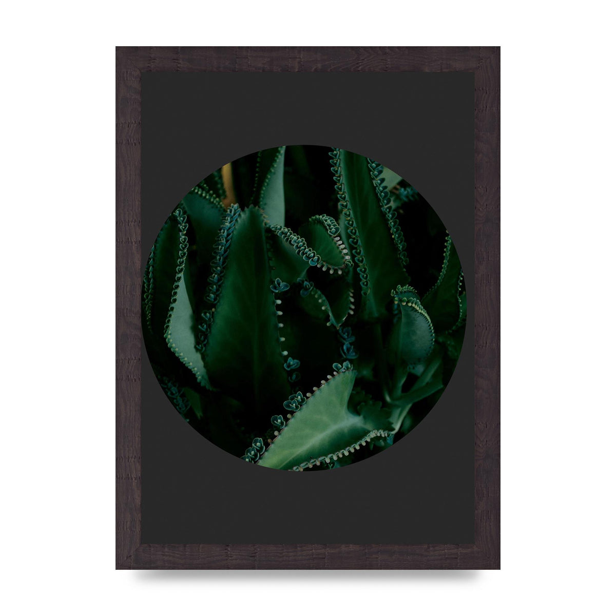 Black Back Green Plant Disc Series Six Wall Art - A4 framed