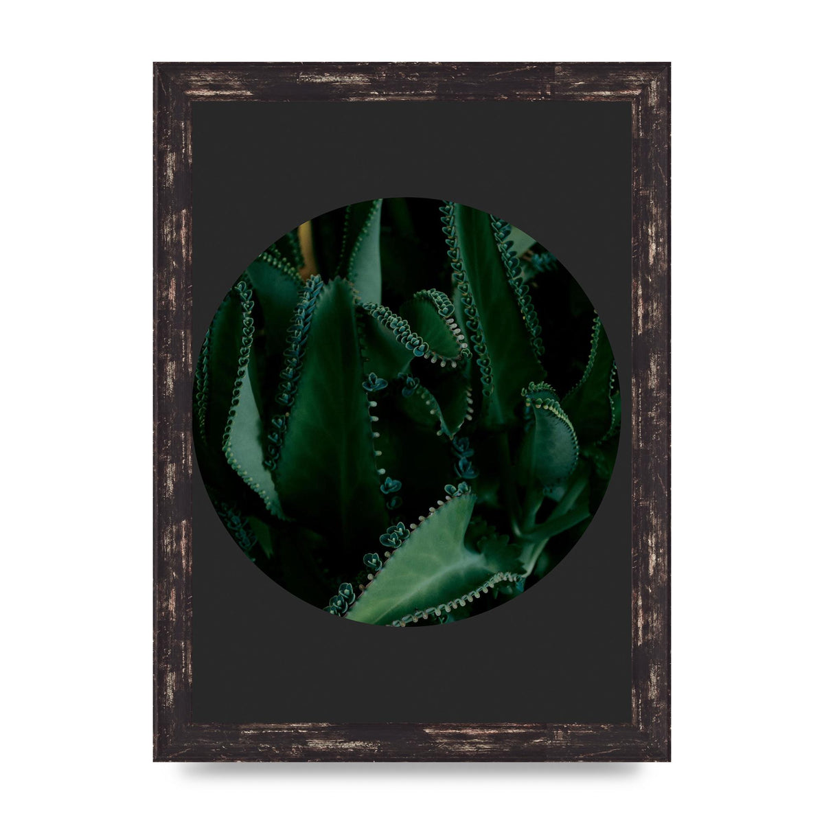 Black Back Green Plant Disc Series Six Wall Art - A4 framed