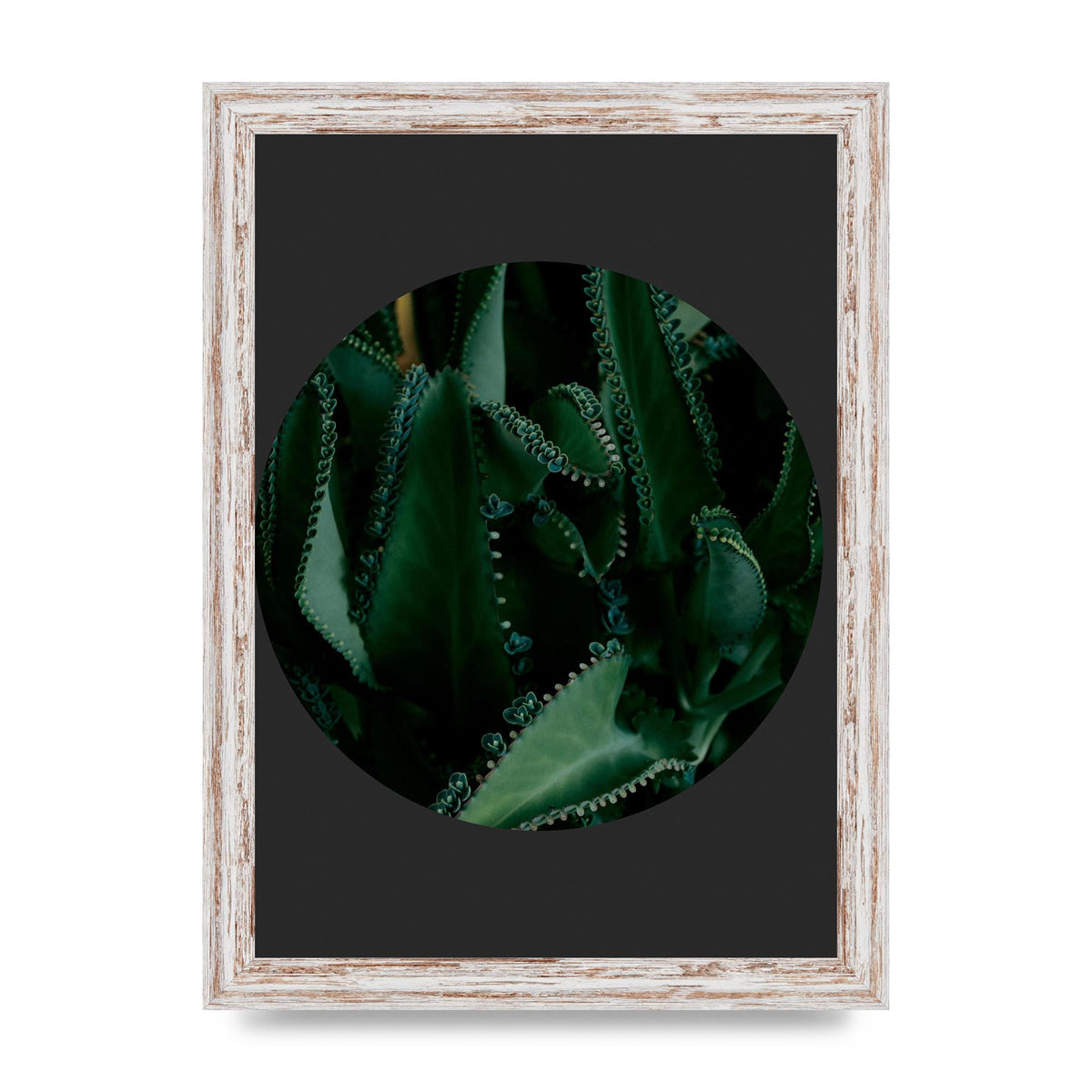Black Back Green Plant Disc Series Six Wall Art - A4 framed