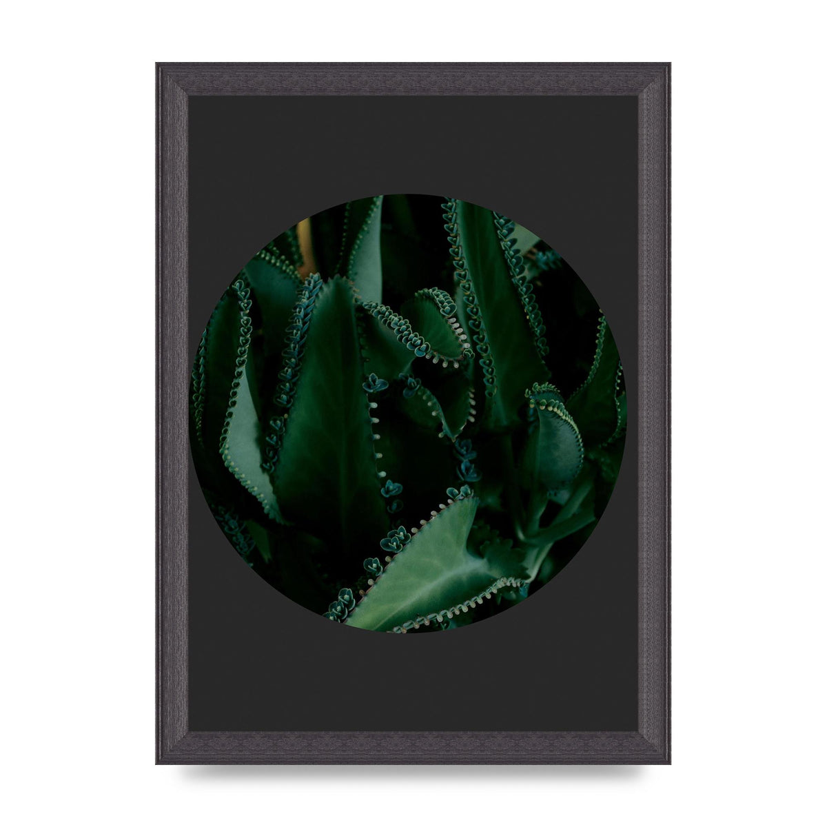 Black Back Green Plant Disc Series Six Wall Art - A4 framed