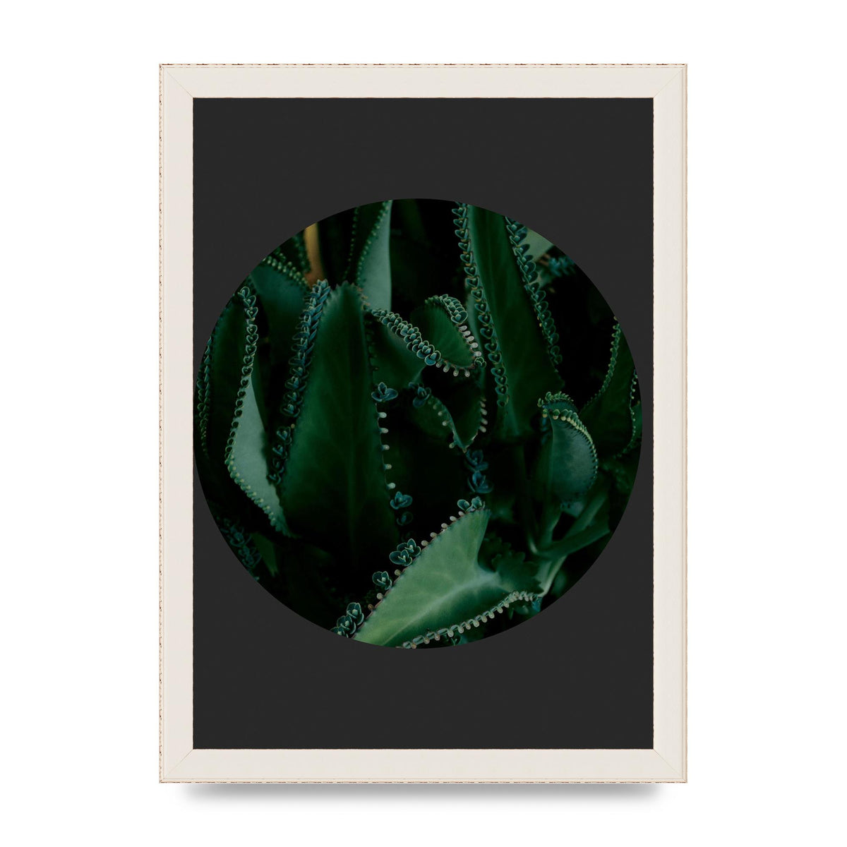 Black Back Green Plant Disc Series Six Wall Art - A4 framed