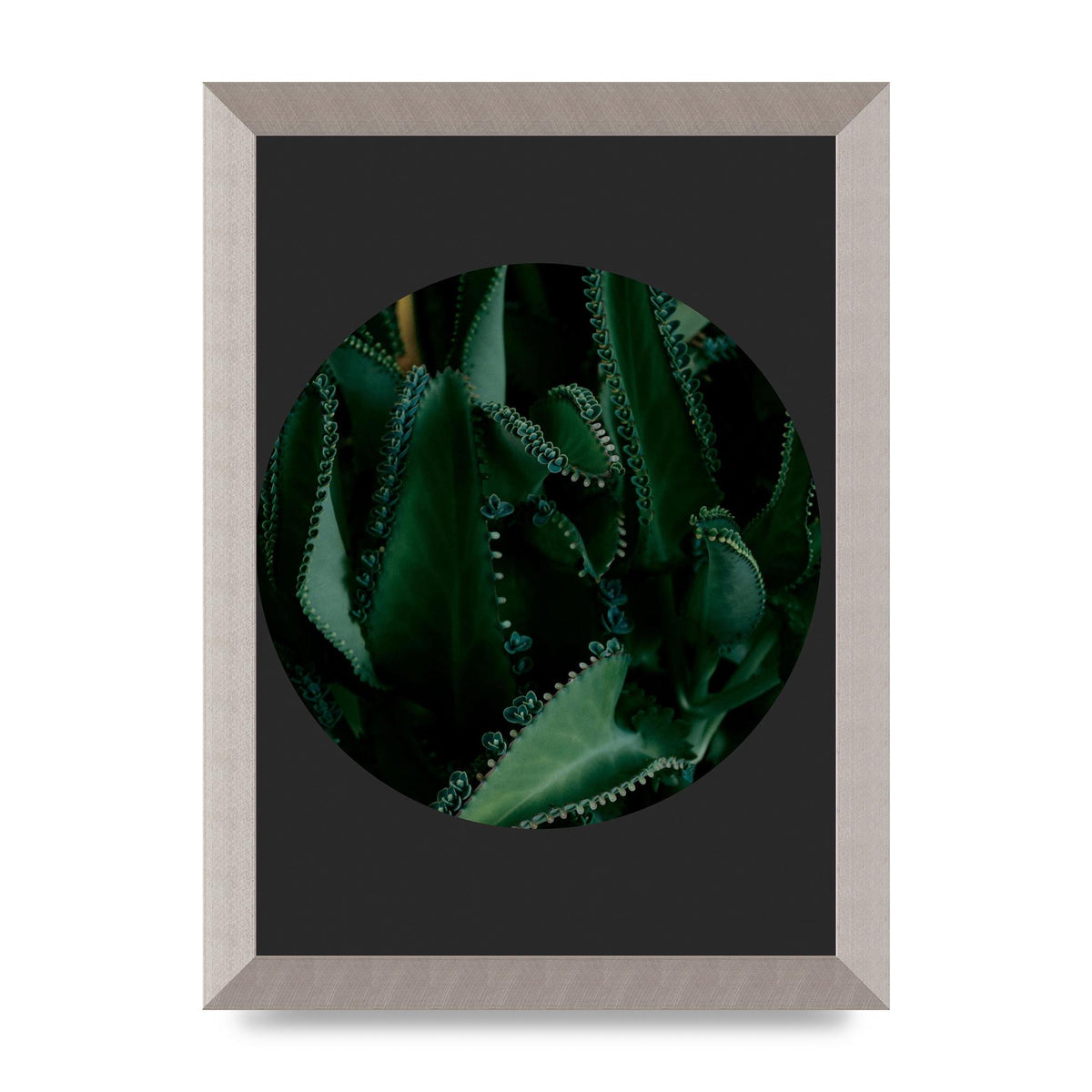 Black Back Green Plant Disc Series Six Wall Art - A4 framed