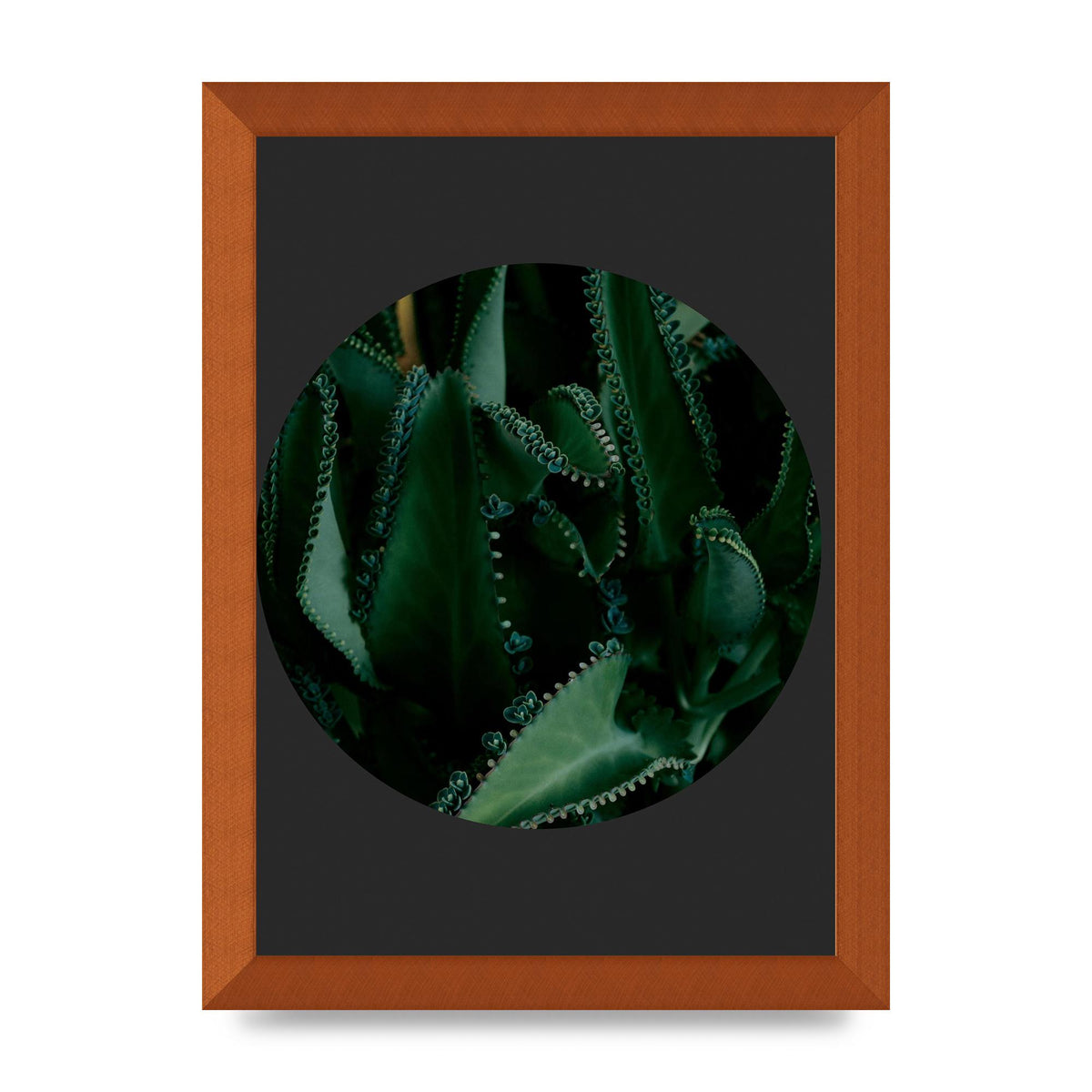 Black Back Green Plant Disc Series Six Wall Art - A4 framed