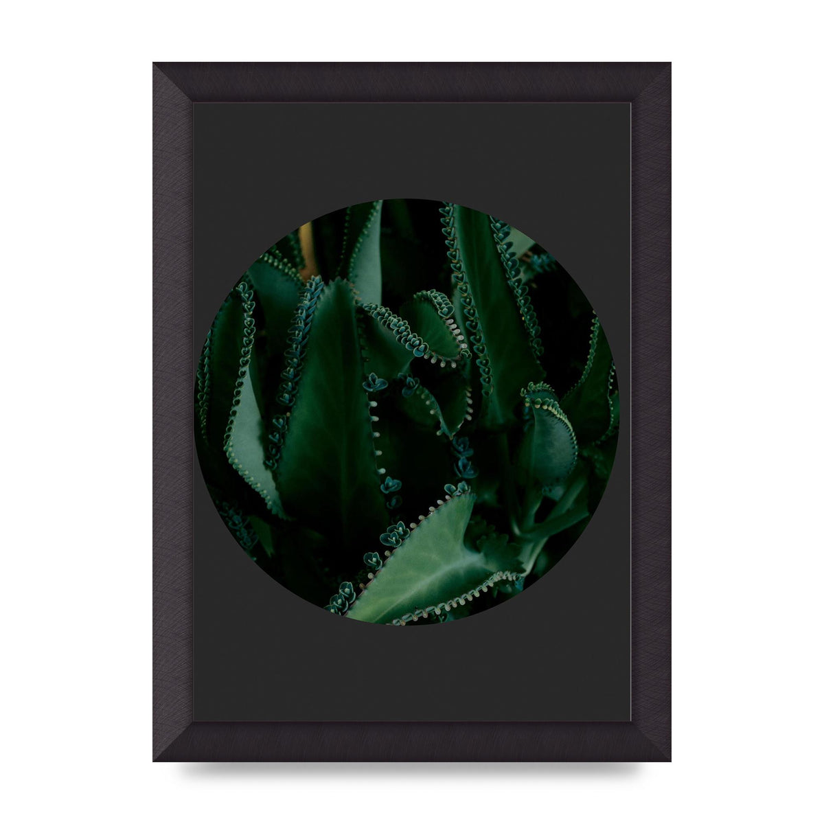 Black Back Green Plant Disc Series Six Wall Art - A4 framed