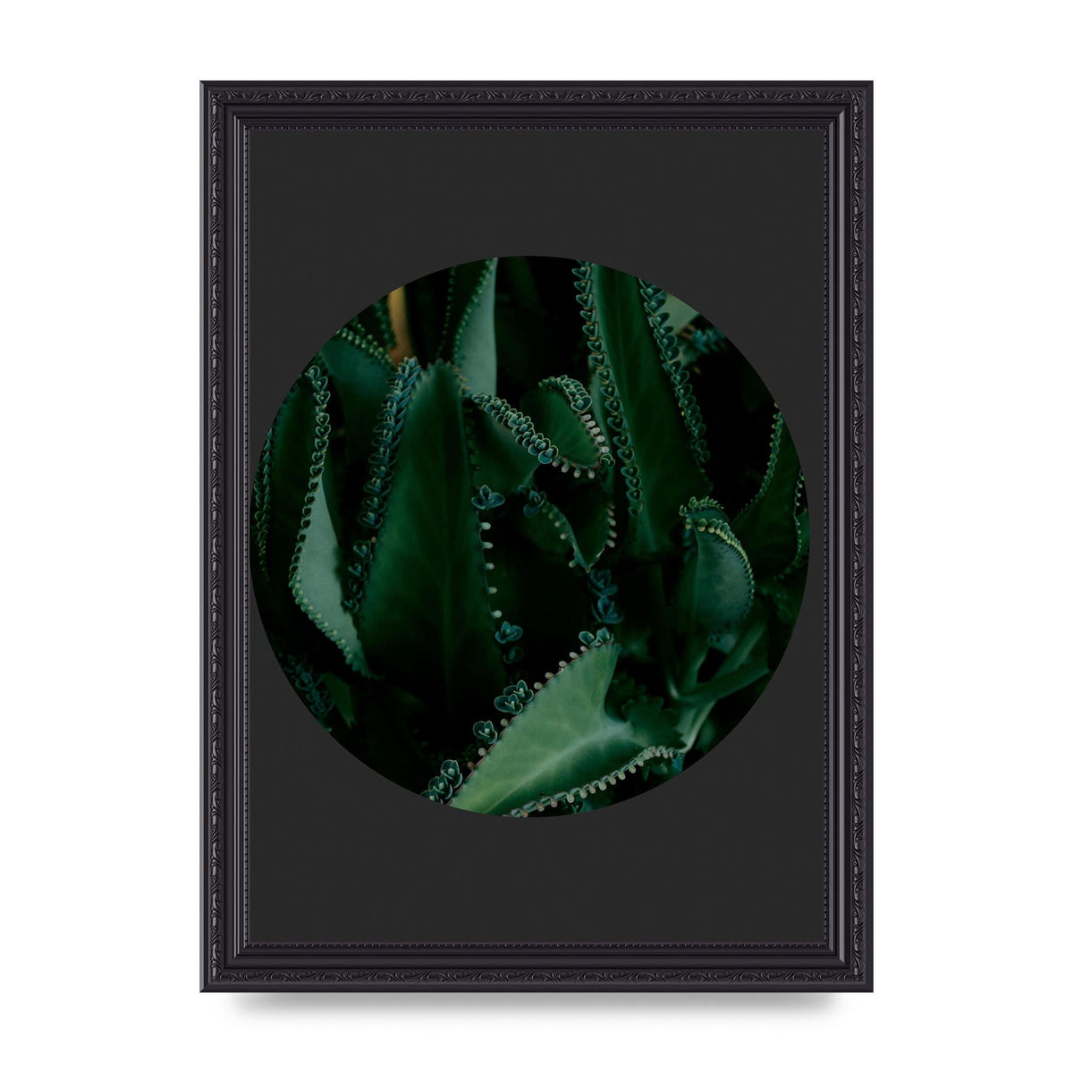 Black Back Green Plant Disc Series Six Wall Art - A4 framed
