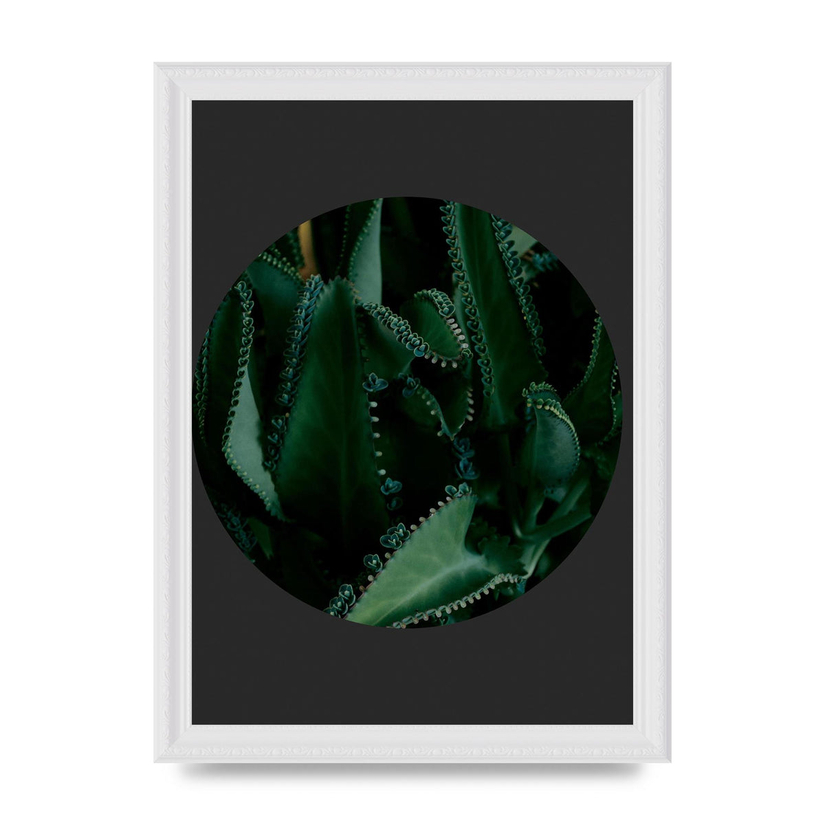 Black Back Green Plant Disc Series Six Wall Art - A4 framed