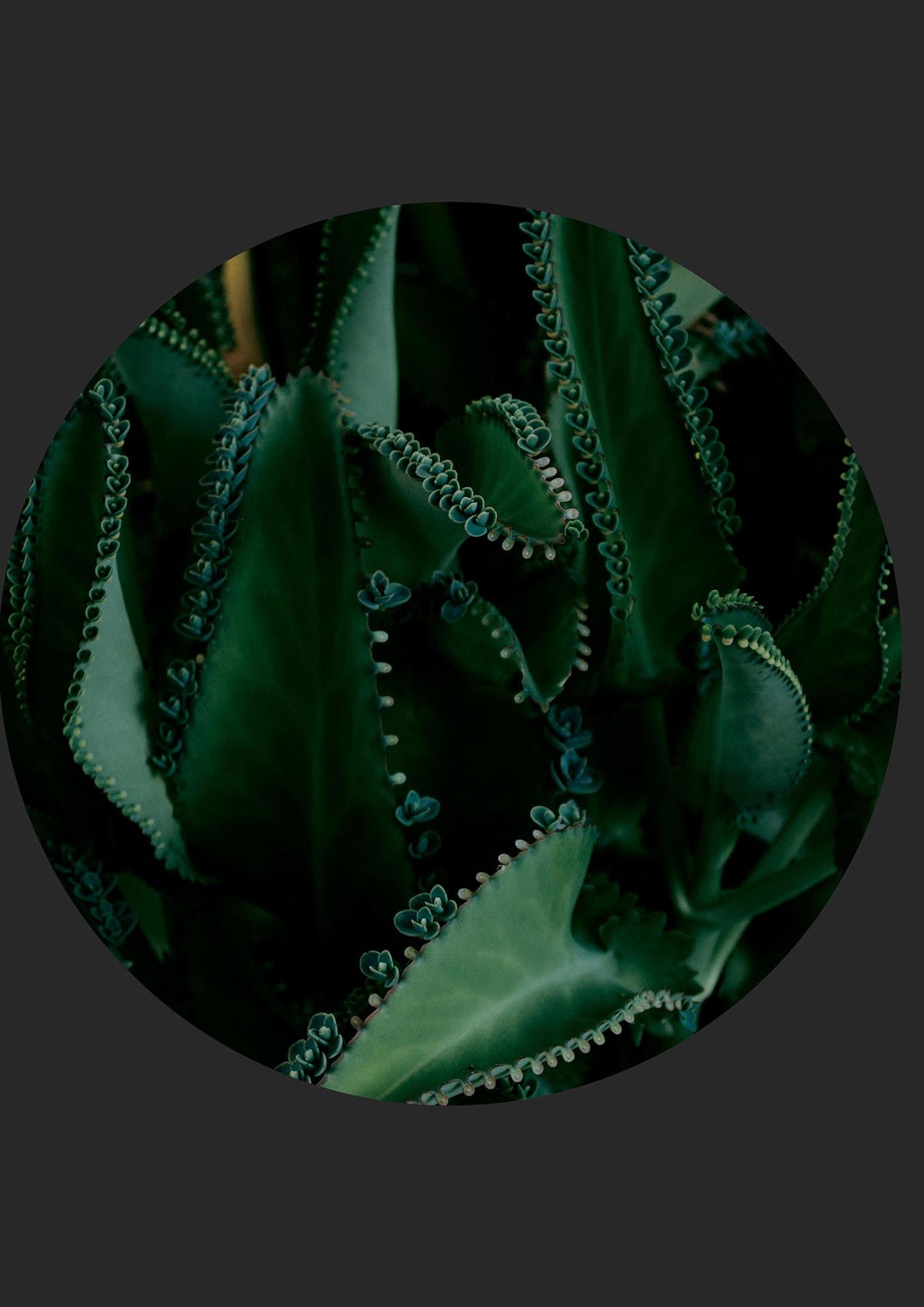 Black Back Green Plant Disc Series Six Wall Art - detail