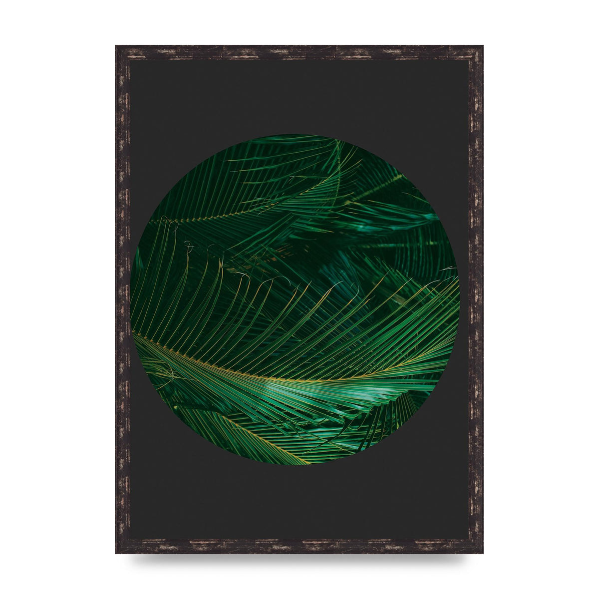 Black Back Green Plant Disc Series Seven Art For The Home - A2 framed
