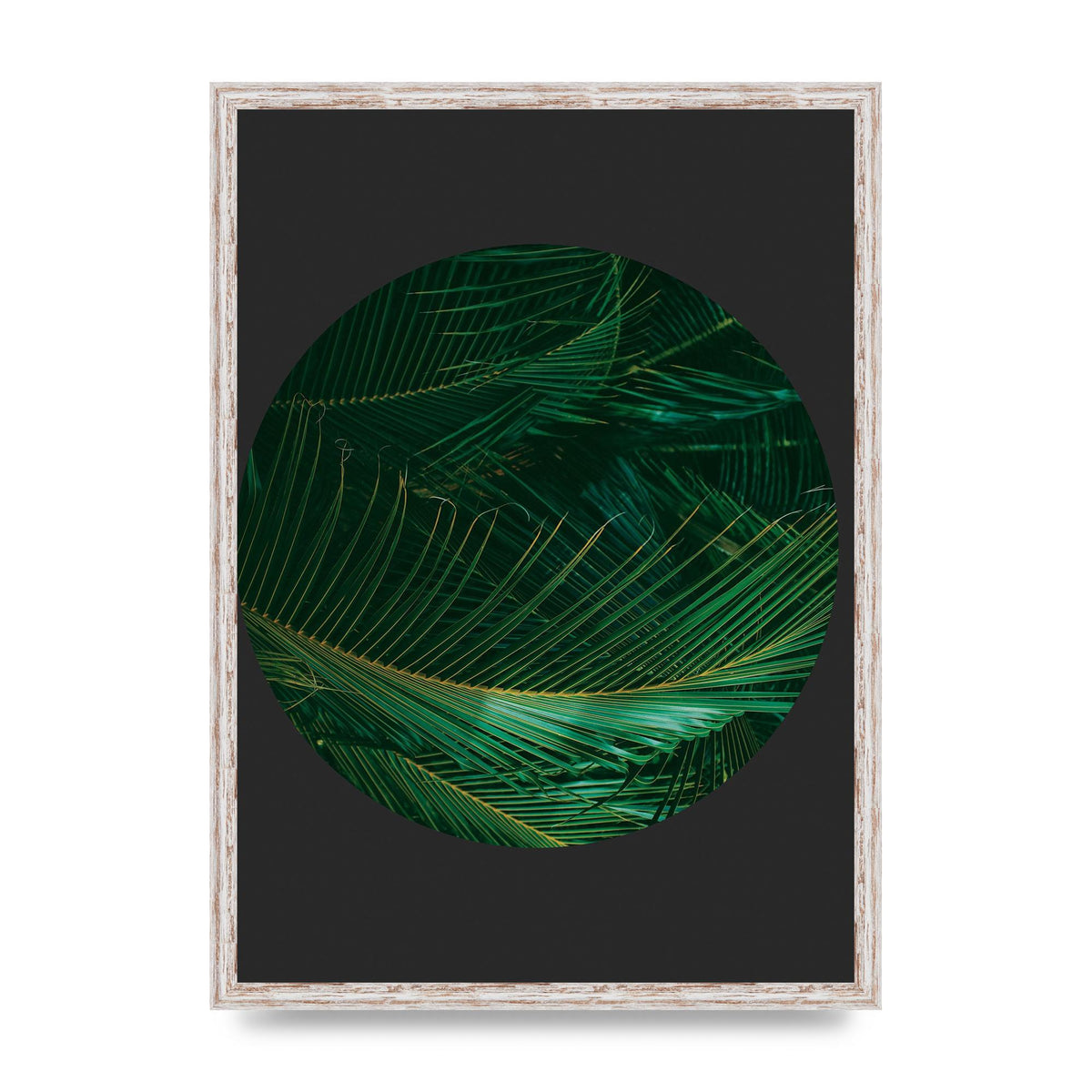 Black Back Green Plant Disc Series Seven Art For The Home - A2 framed