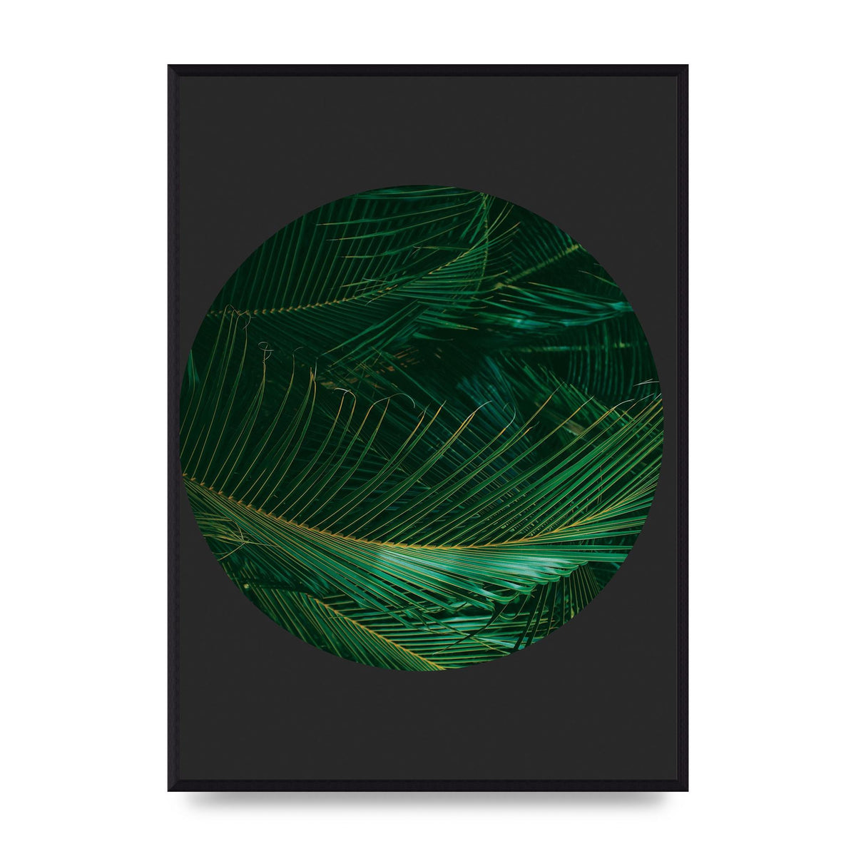 Black Back Green Plant Disc Series Seven Art For The Home - A2 framed