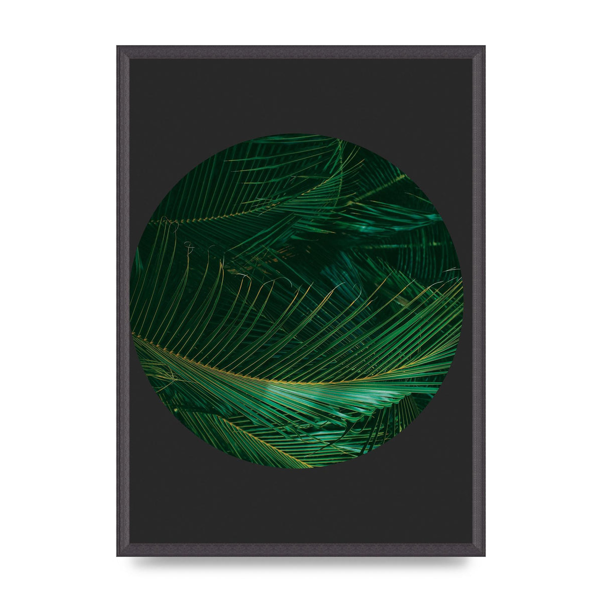 Black Back Green Plant Disc Series Seven Art For The Home - A2 framed