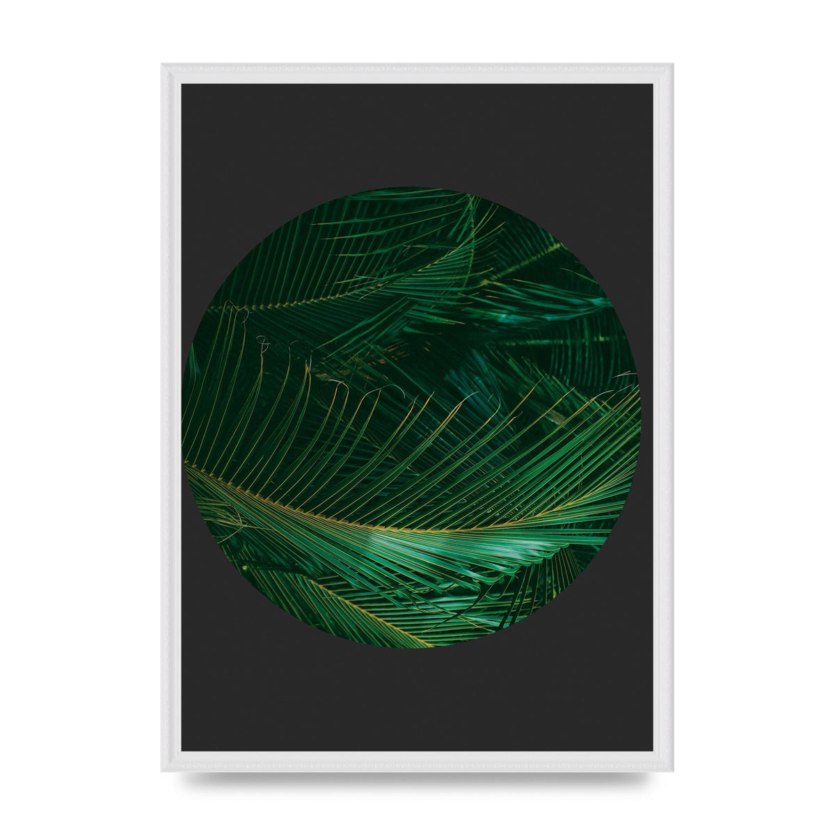 Black Back Green Plant Disc Series Seven Art For The Home - A2 framed