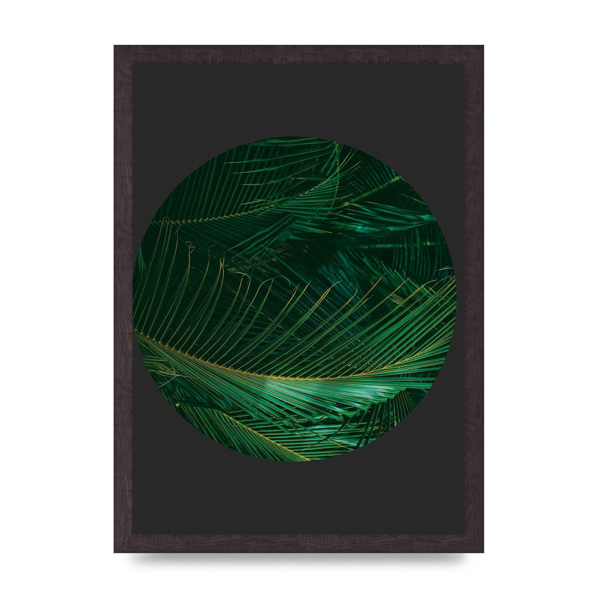 Black Back Green Plant Disc Series Seven Art For The Home - A3 framed