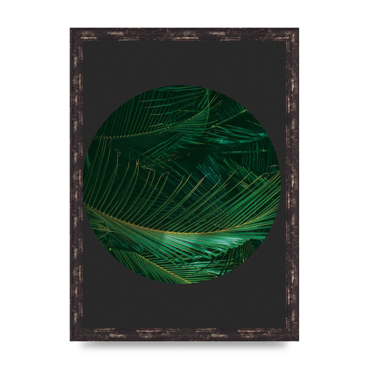 Black Back Green Plant Disc Series Seven Art For The Home - A3 framed