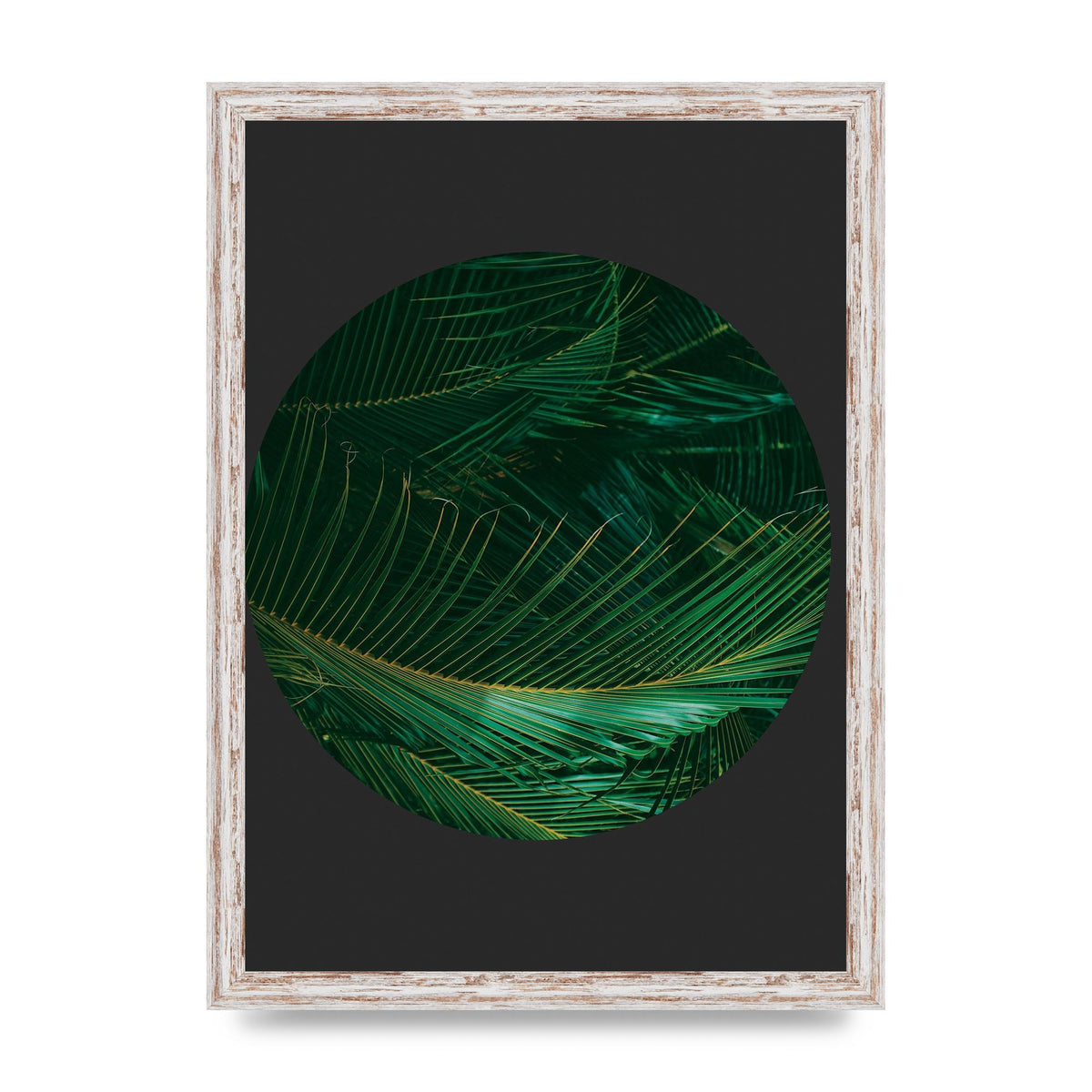 Black Back Green Plant Disc Series Seven Art For The Home - A3 framed