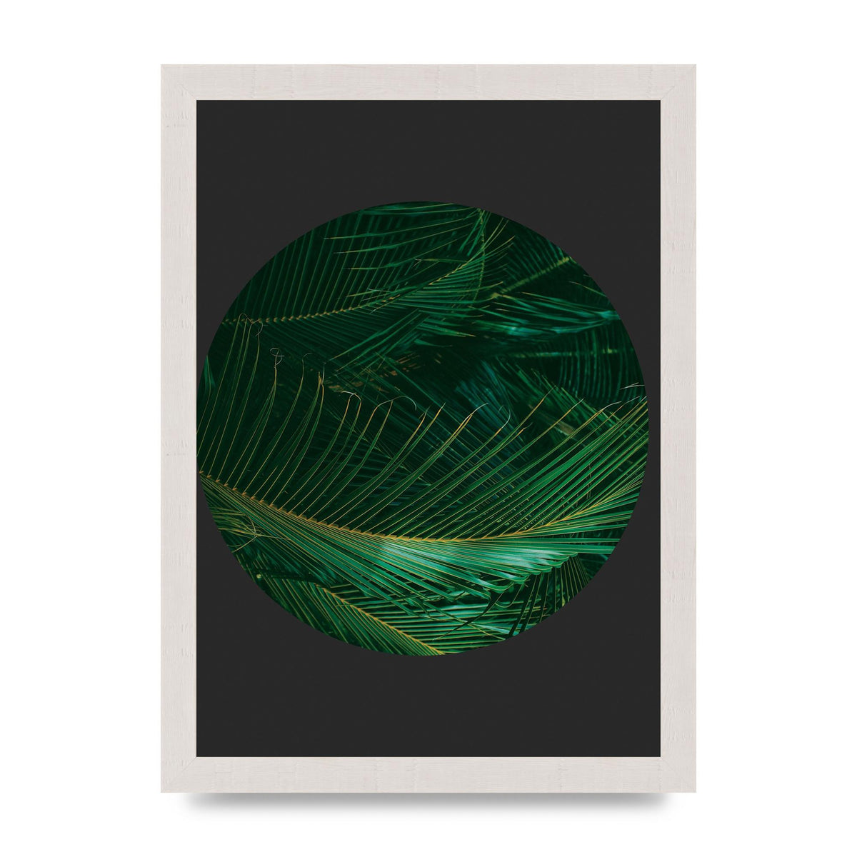 Black Back Green Plant Disc Series Seven Art For The Home - A4 framed