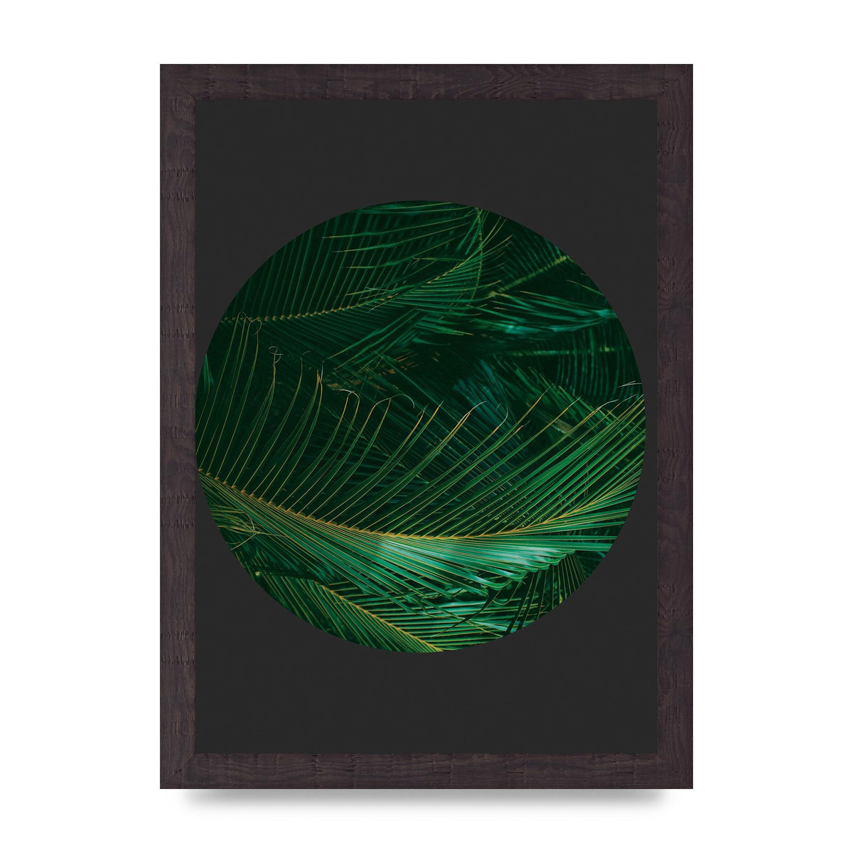 Black Back Green Plant Disc Series Seven Art For The Home - A4 framed