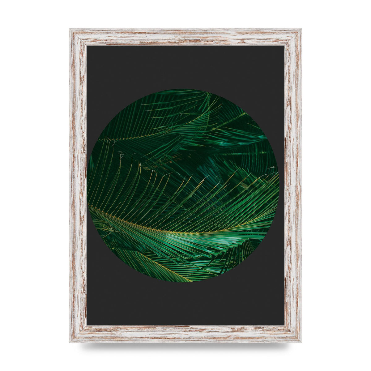 Black Back Green Plant Disc Series Seven Art For The Home - A4 framed