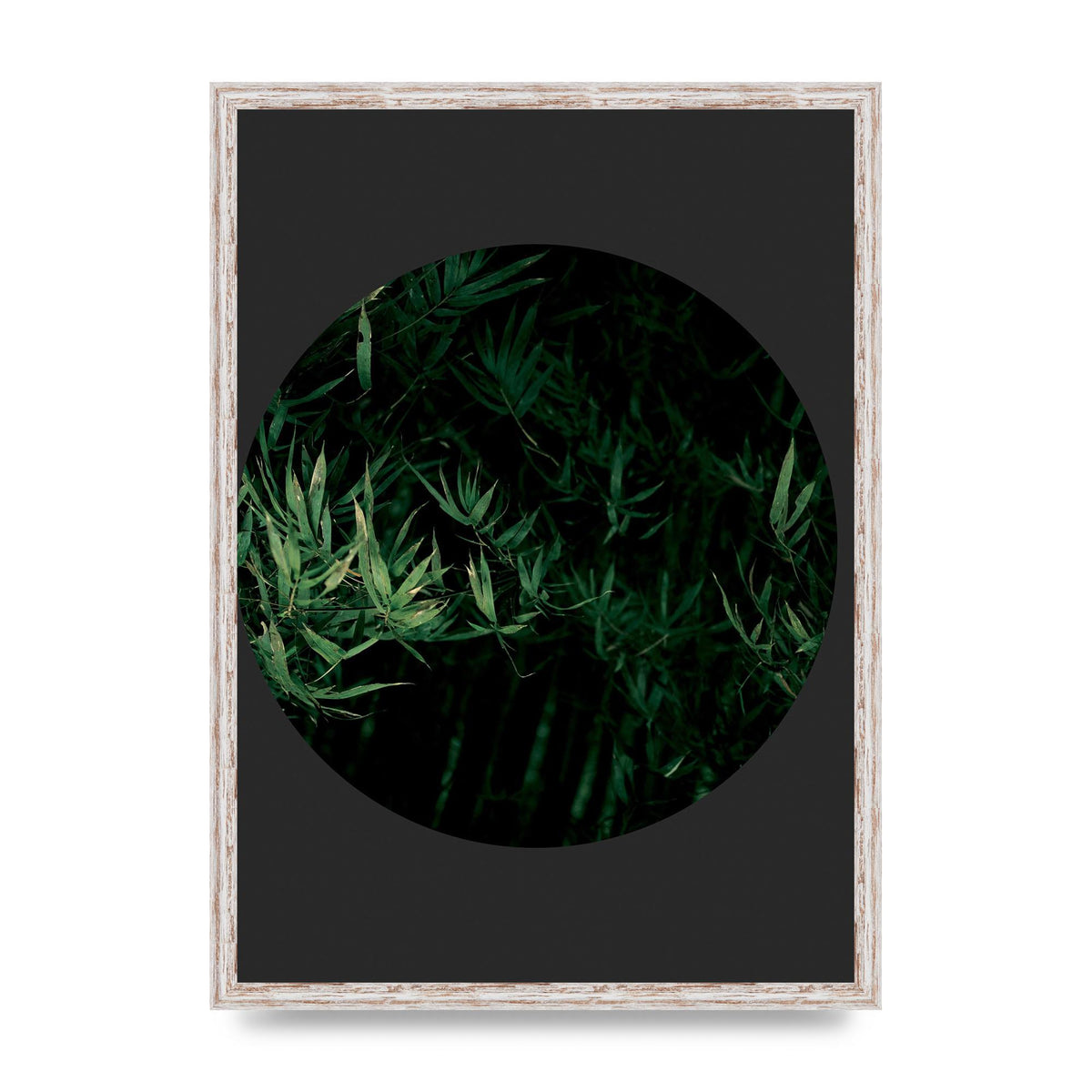 Black Back Green Plant Disc Series Eight Printed Poster - A2 framed
