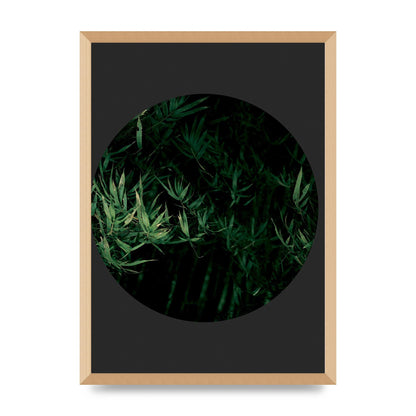 Black Back Green Plant Disc Series Eight Printed Poster - A2 framed
