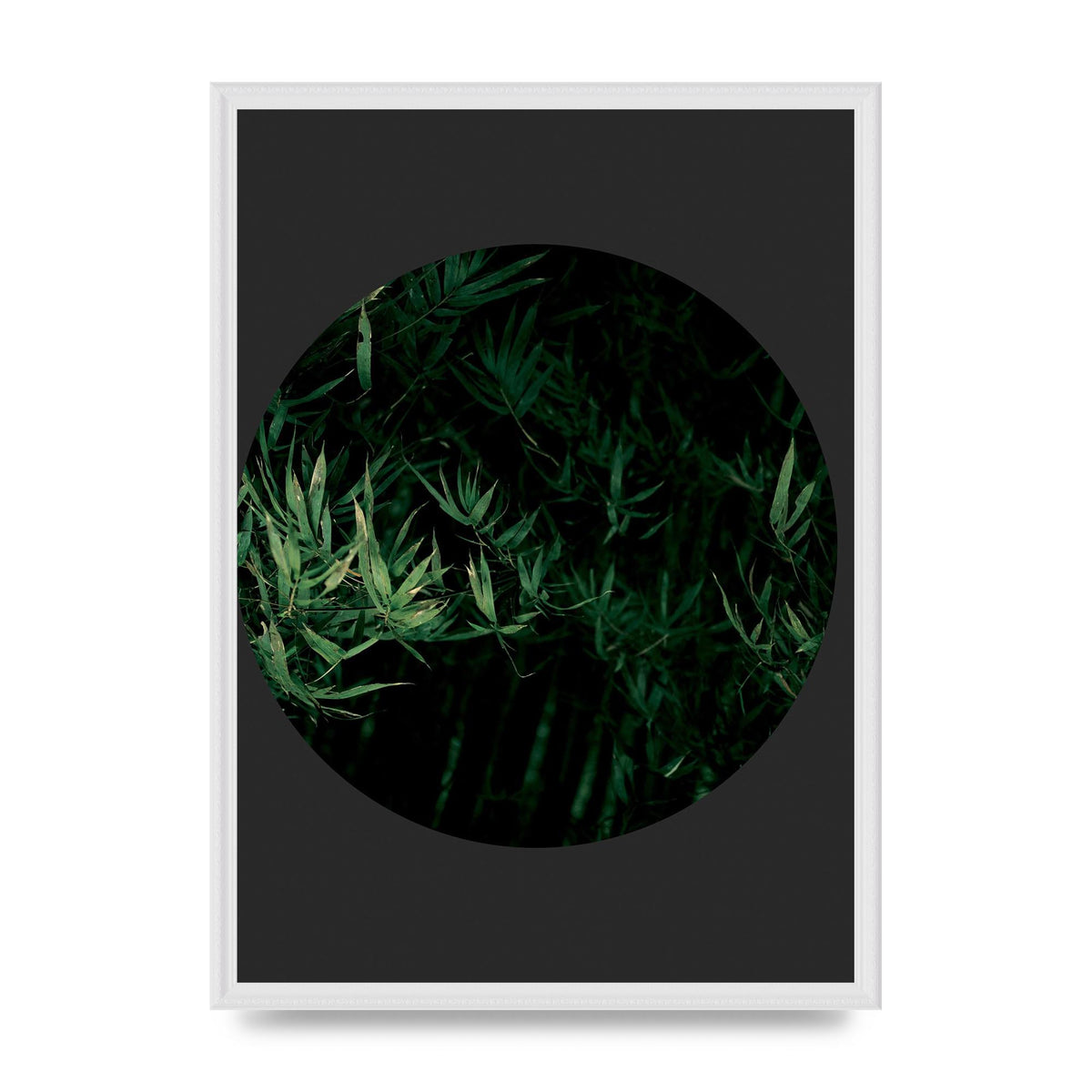 Black Back Green Plant Disc Series Eight Printed Poster - A2 framed